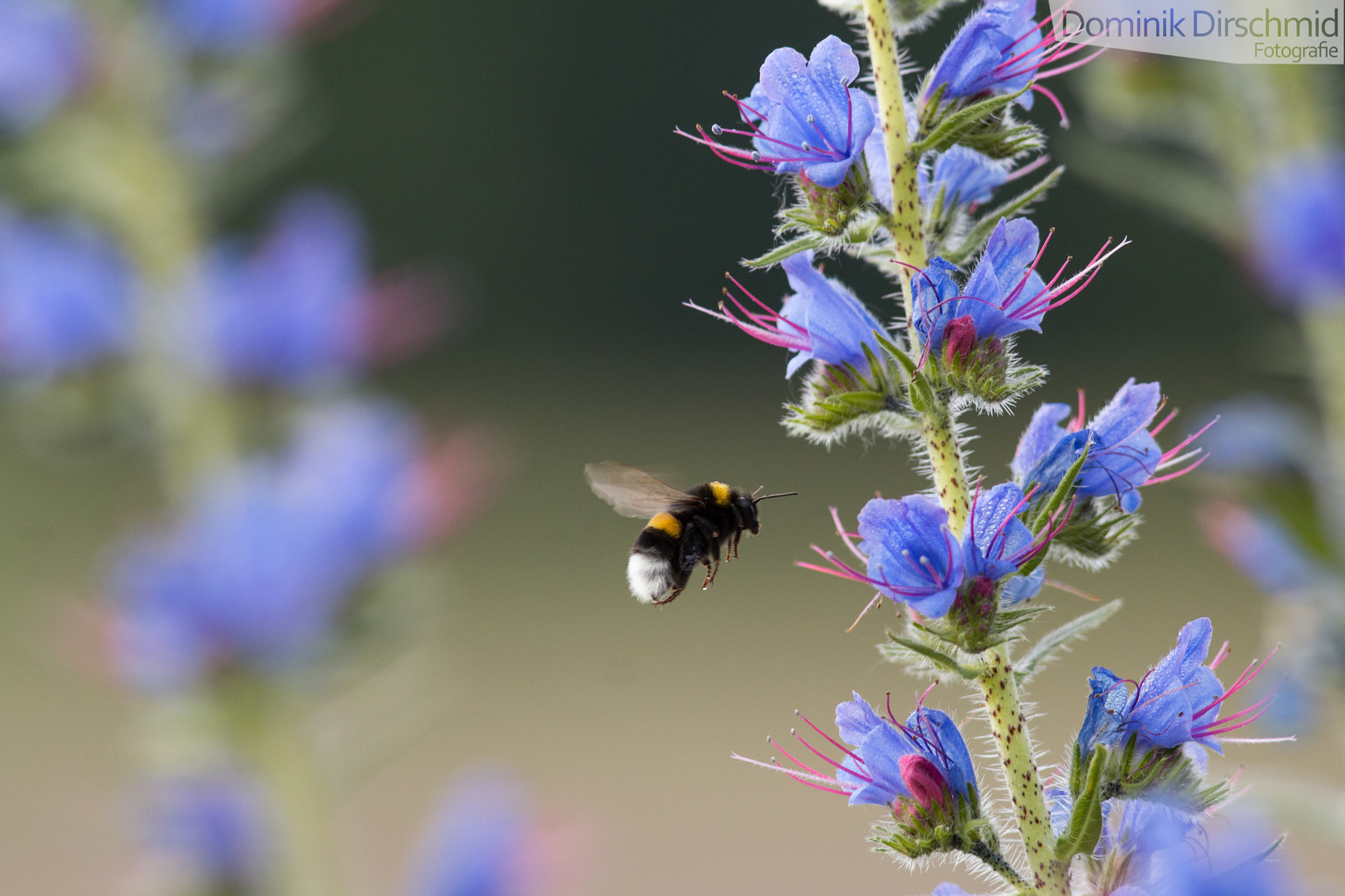 Canon EOS 70D + Canon EF 300mm F4L IS USM sample photo. Bumblebee photography