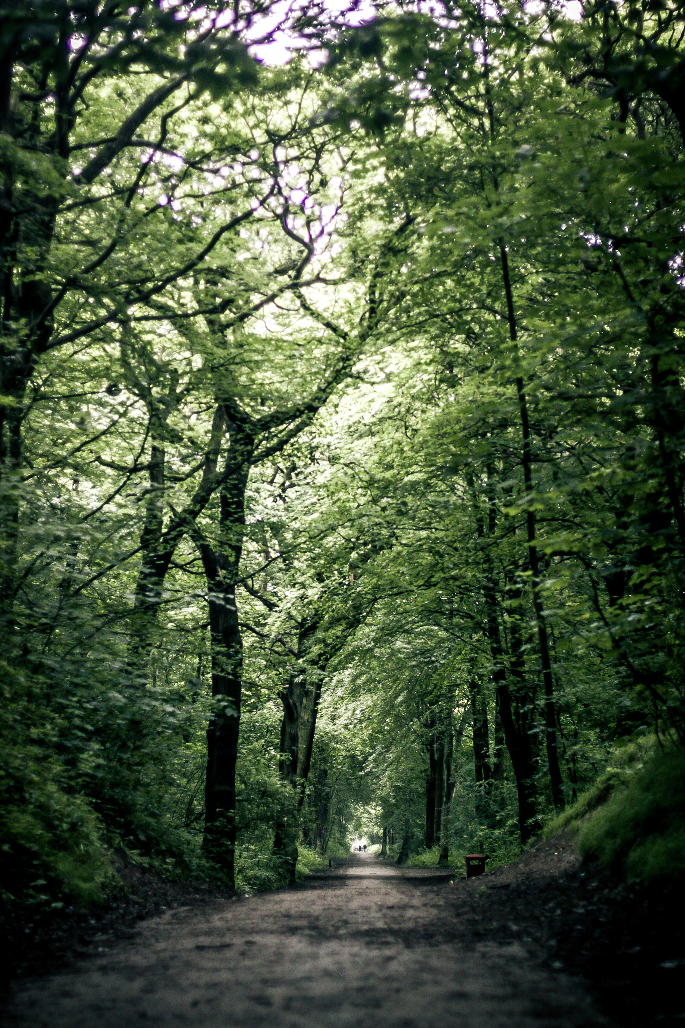 Canon EOS 50D + Canon EF 50mm F1.4 USM sample photo. Green way photography