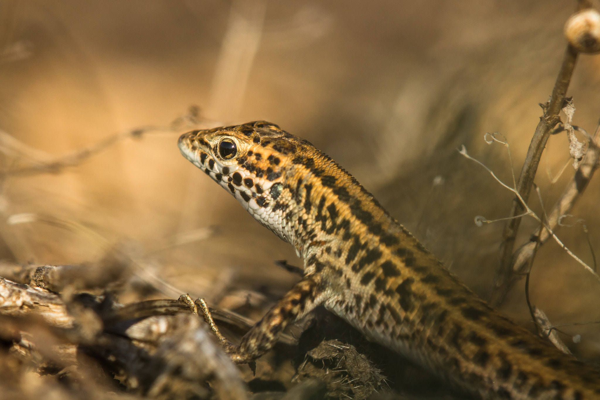 Tamron SP AF 180mm F3.5 Di LD (IF) Macro sample photo. Ophisops photography