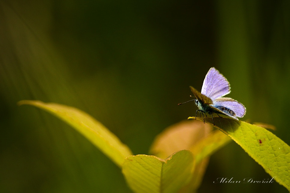 Canon EOS 7D Mark II + Canon EF 300mm F2.8L IS USM sample photo. Blue tenderness on the ticket photography