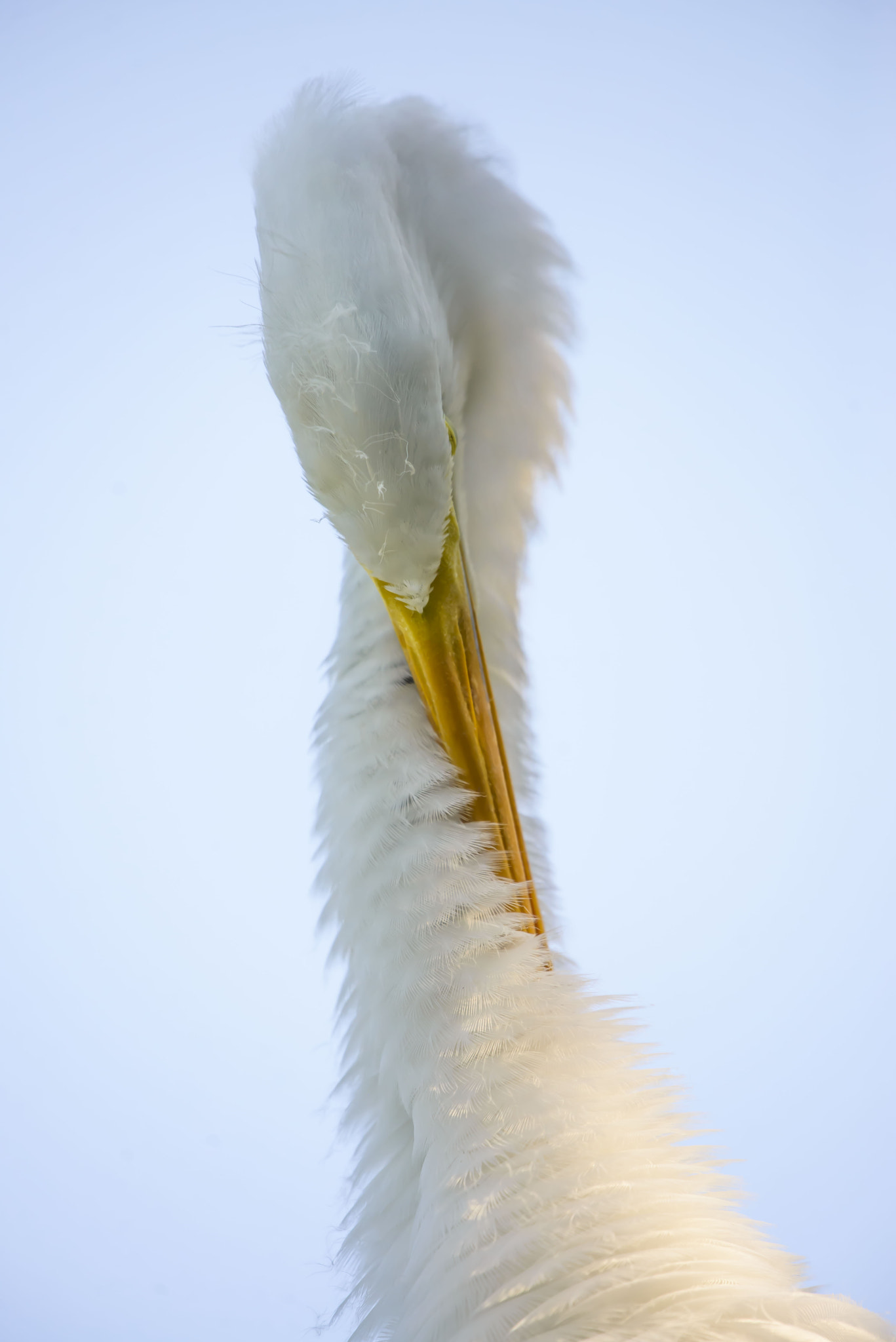 Nikon AF-S Nikkor 200-500mm F5.6E ED VR sample photo. Bashful beauty photography