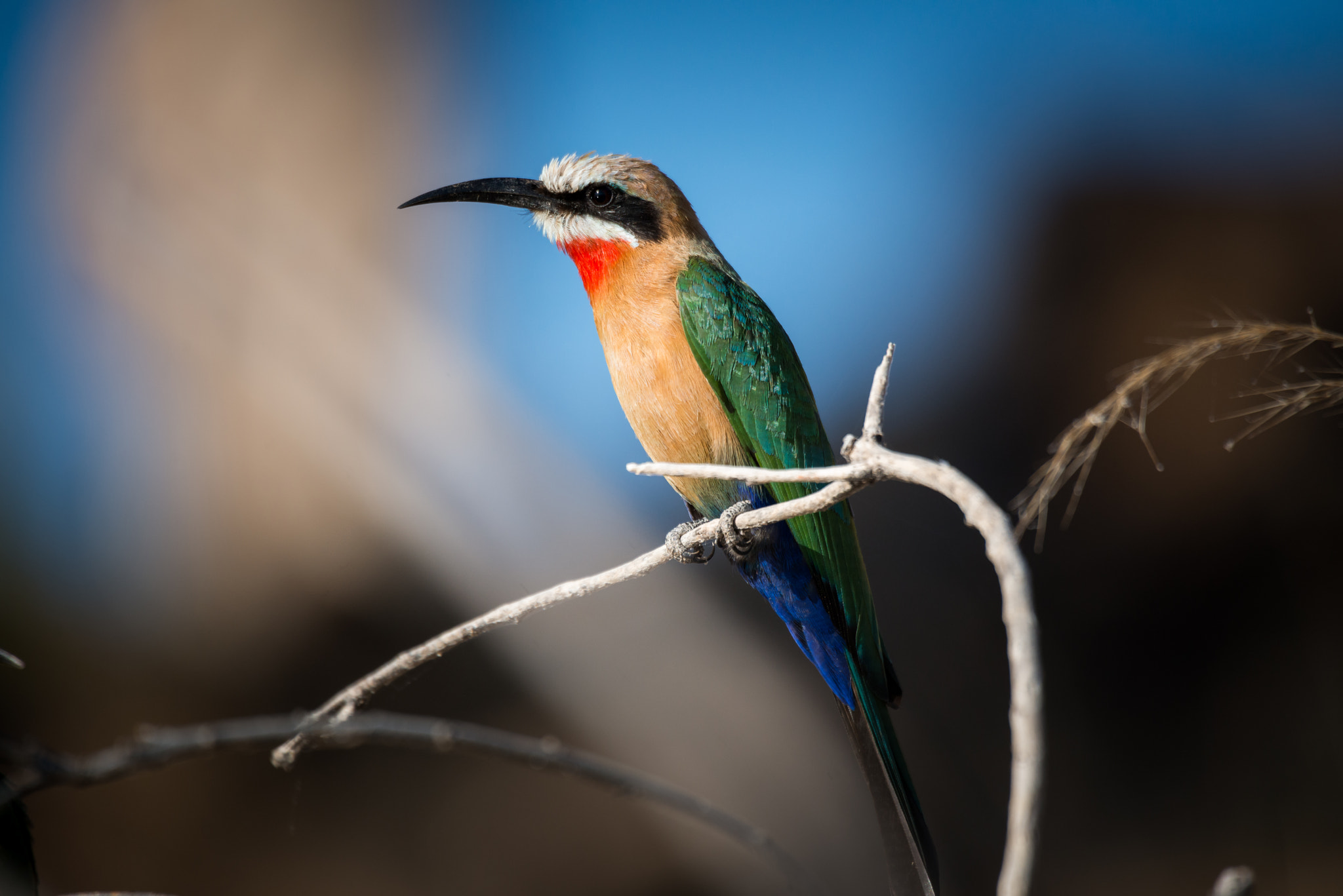 Nikon D800 + Sigma 50-500mm F4.5-6.3 DG OS HSM sample photo. The bee eater photography