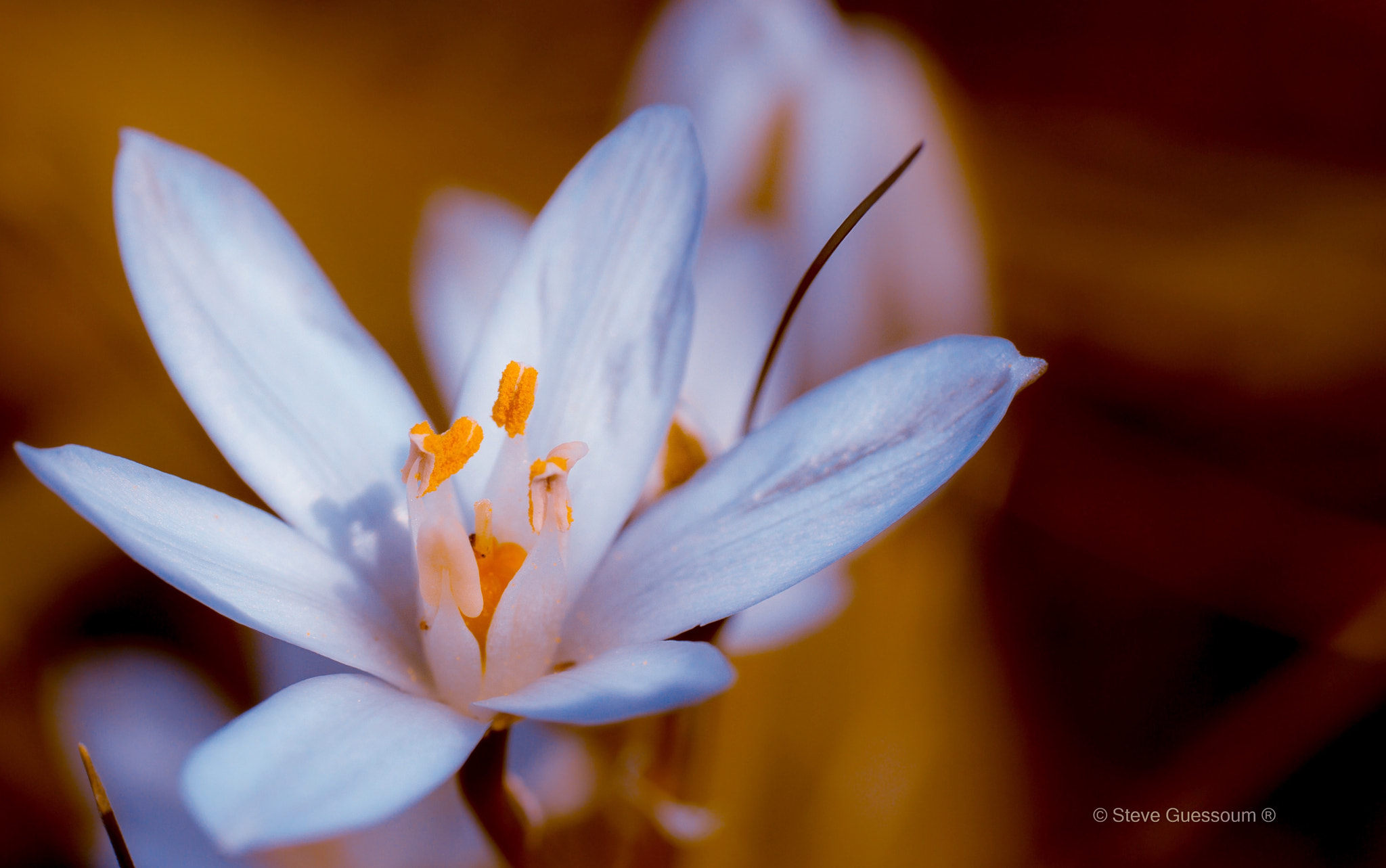 Sigma 50mm f/1.4 EX DG HSM + 1.4x sample photo