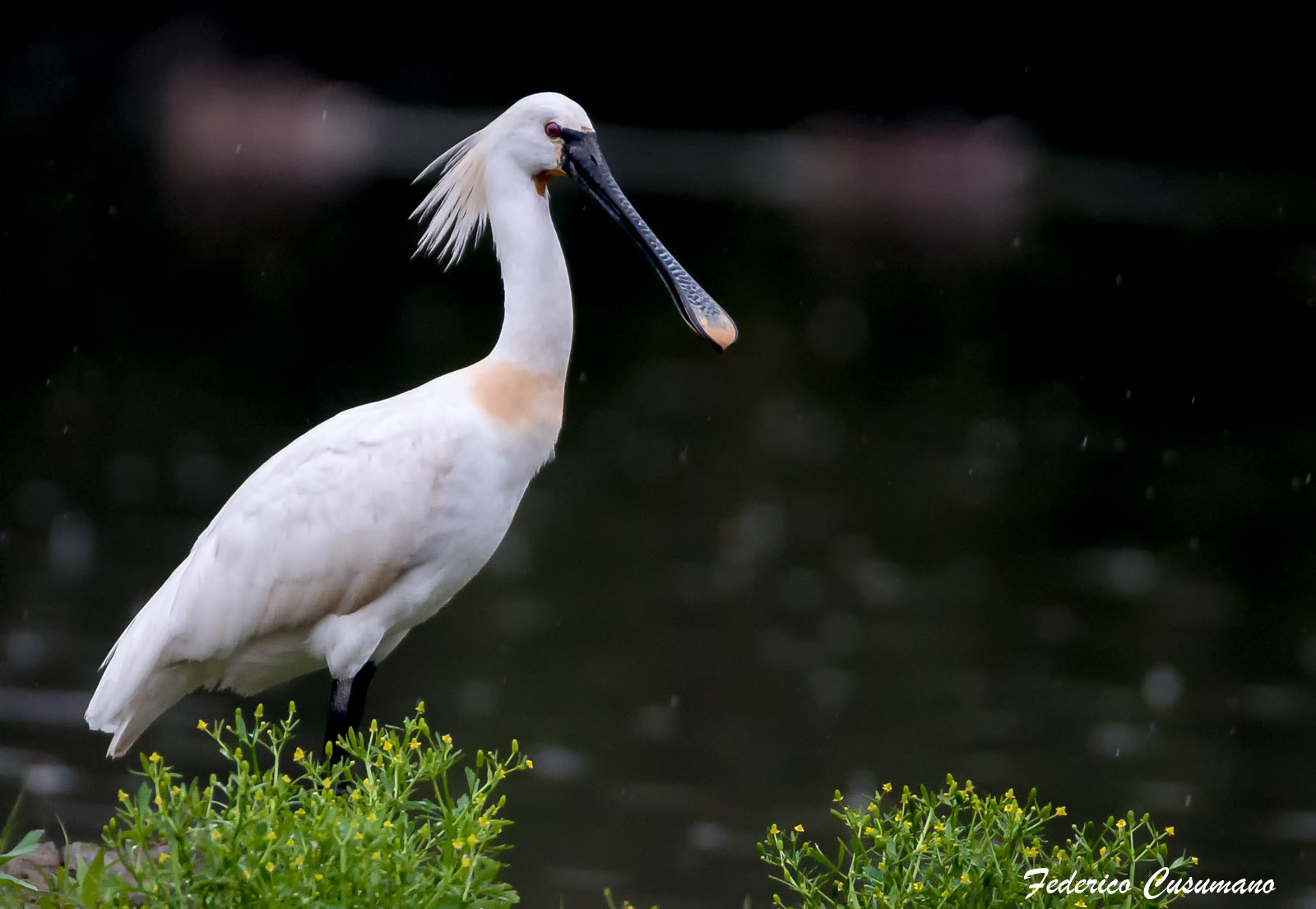 Sigma 150-600mm F5-6.3 DG OS HSM | C sample photo. Spazzolone..! photography