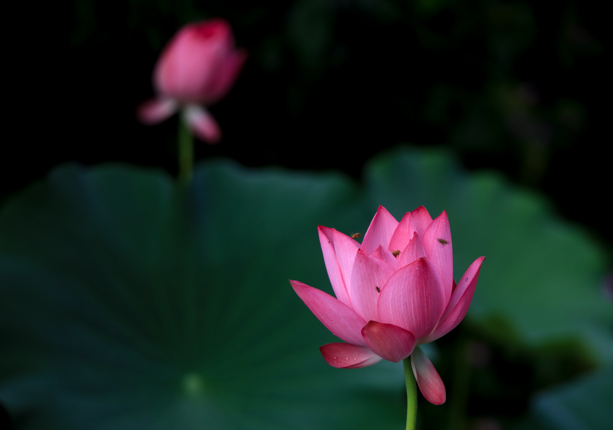 Tamron SP 150-600mm F5-6.3 Di VC USD sample photo. 0j9a0217.jpg photography