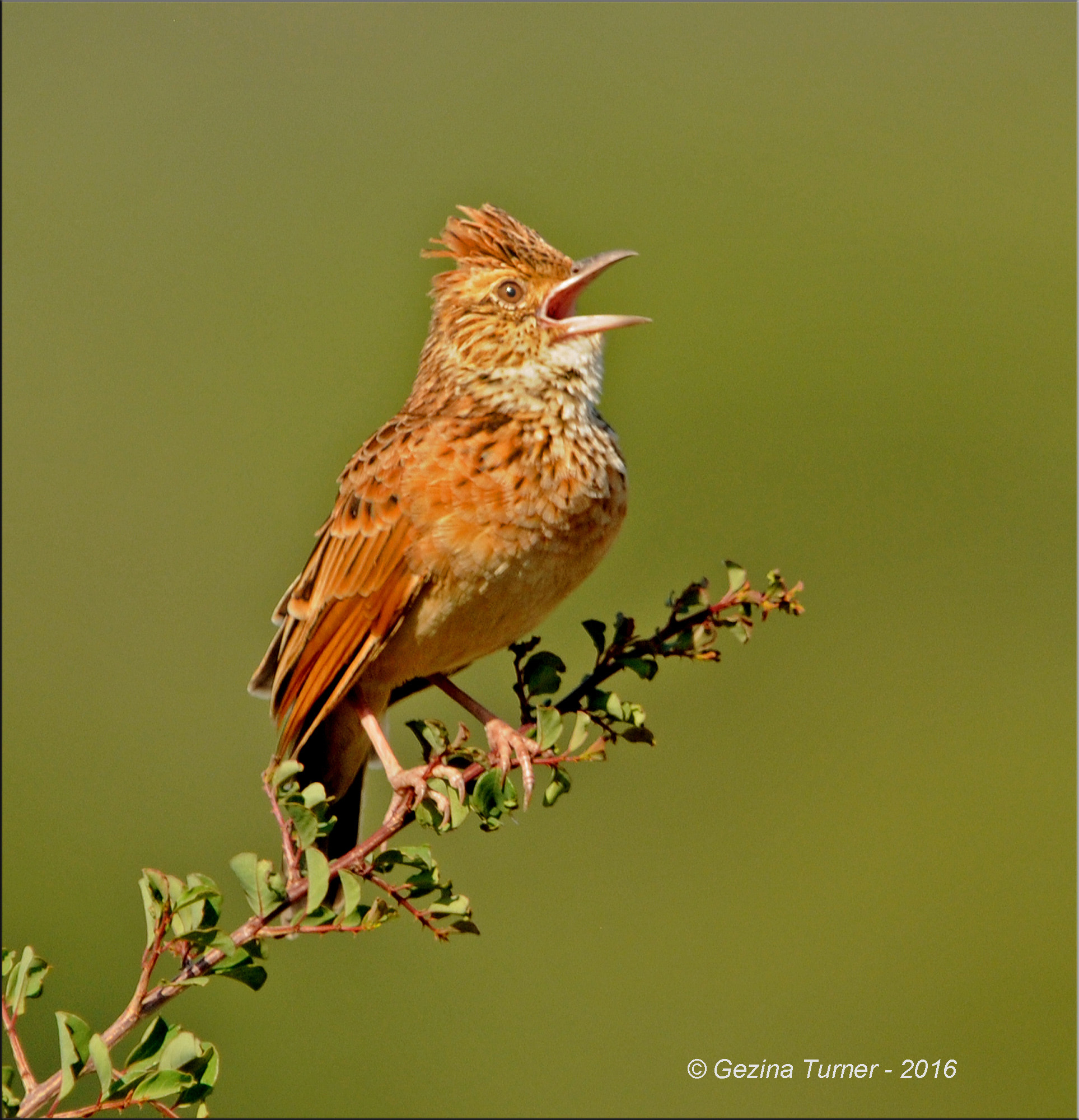Nikon AF-S Nikkor 400mm F2.8G ED VR II sample photo. My song for you photography