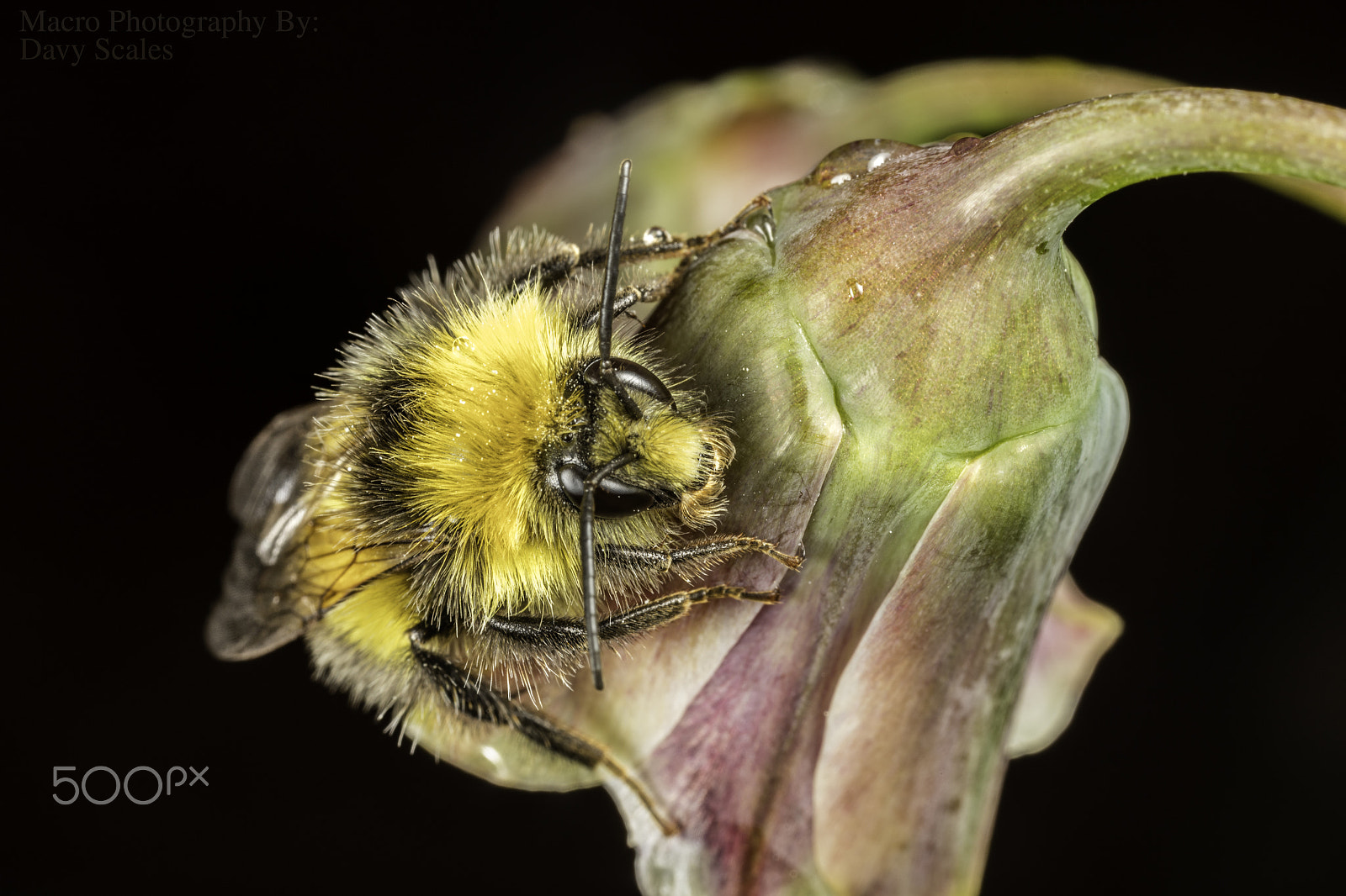 Canon MP-E 65mm F2.5 1-5x Macro Photo sample photo. Macro of a bee photography