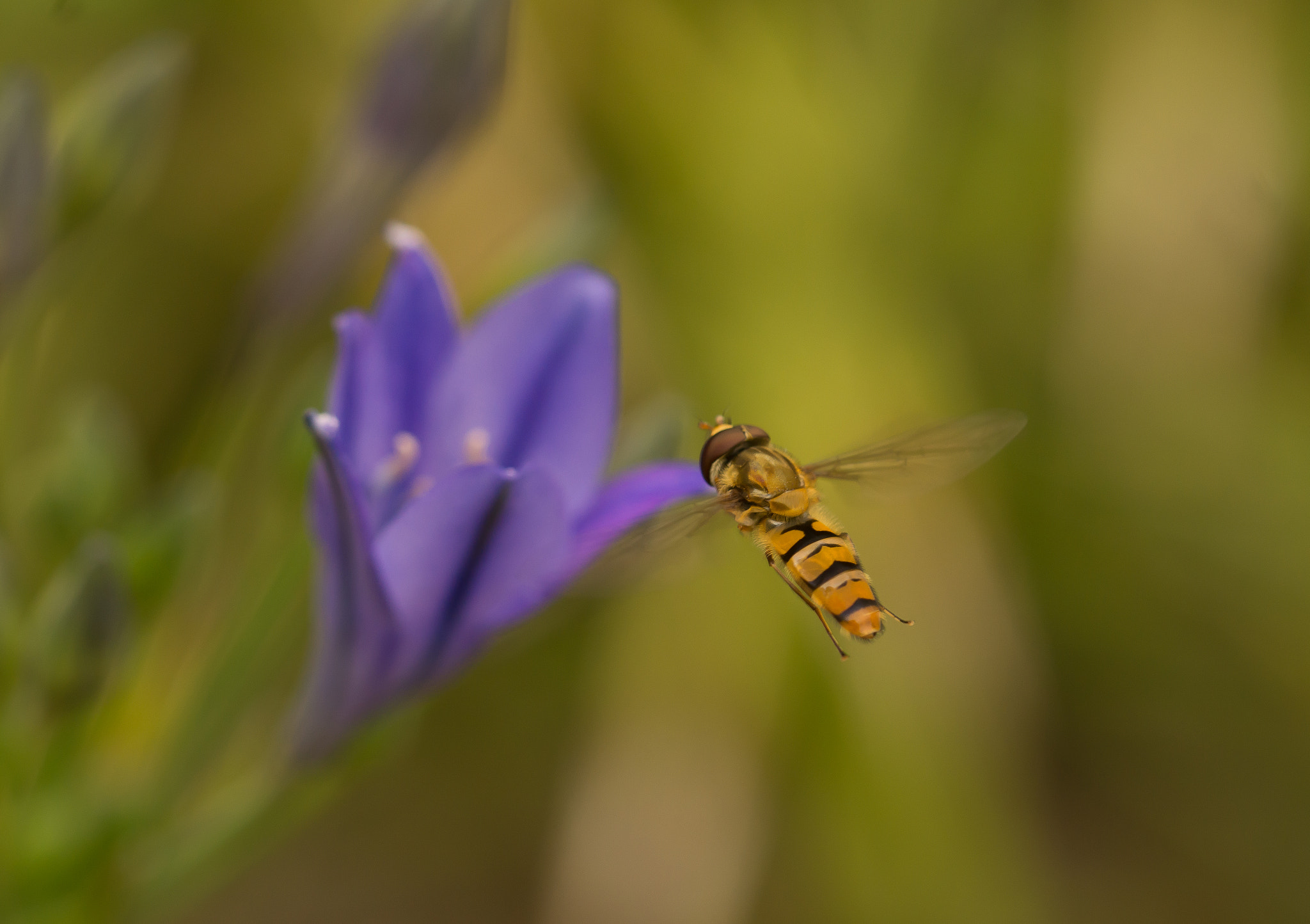 Sony SLT-A65 (SLT-A65V) sample photo. Bij photography