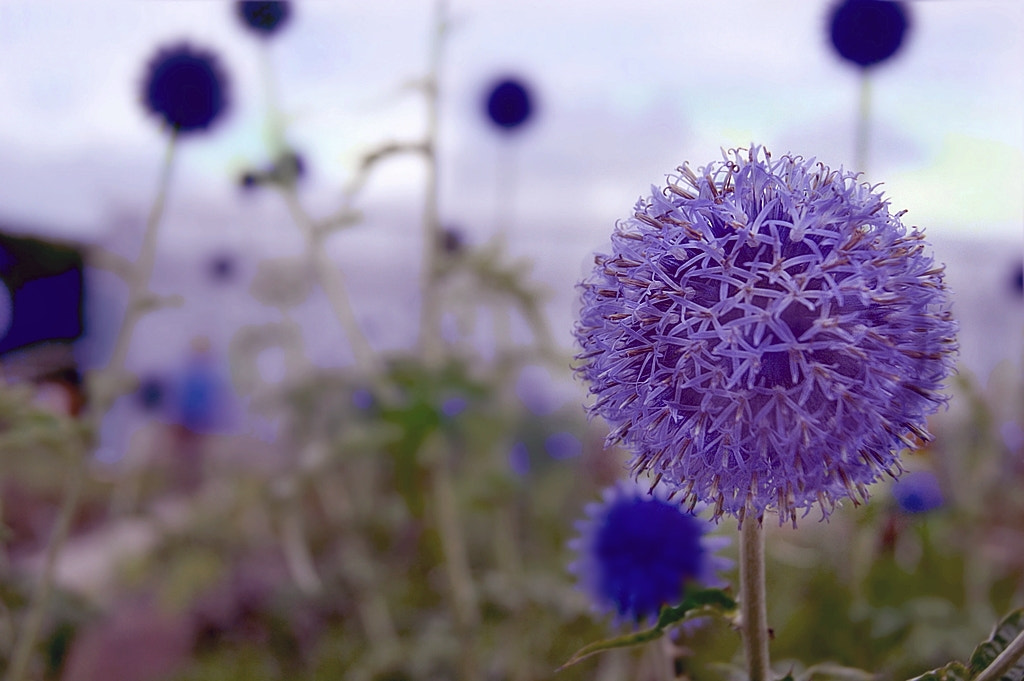 Sony DT 18-55mm F3.5-5.6 SAM sample photo. Allium photography