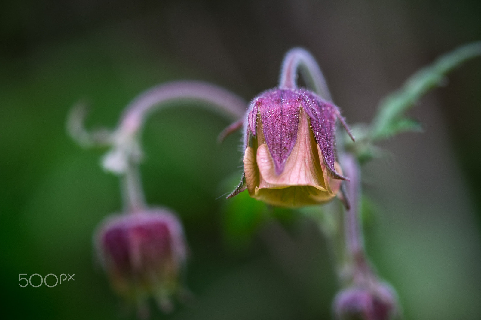 Fujifilm X-E1 + Fujifilm XF 60mm F2.4 R Macro sample photo. Only a small flower photography