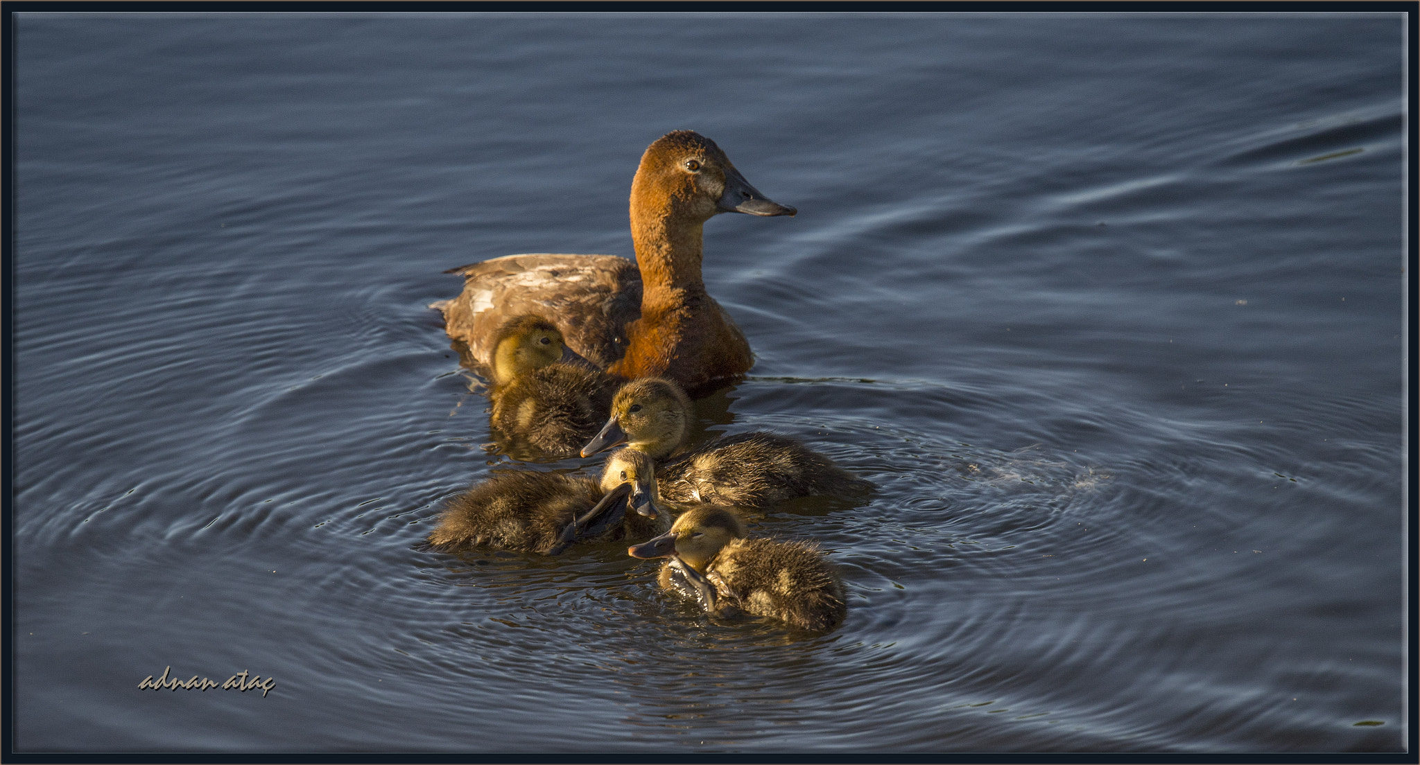 Sigma 150-600mm F5-6.3 DG OS HSM | S sample photo. Elmabaş patka - aythya ferina - common pochard photography