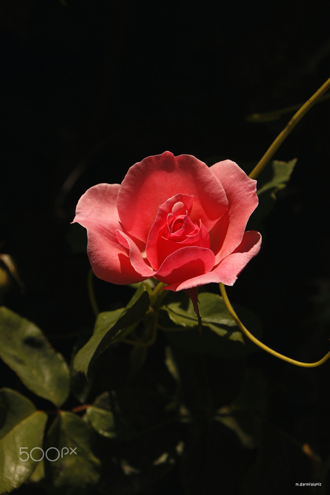 Canon EOS 500D (EOS Rebel T1i / EOS Kiss X3) sample photo. Rose photography