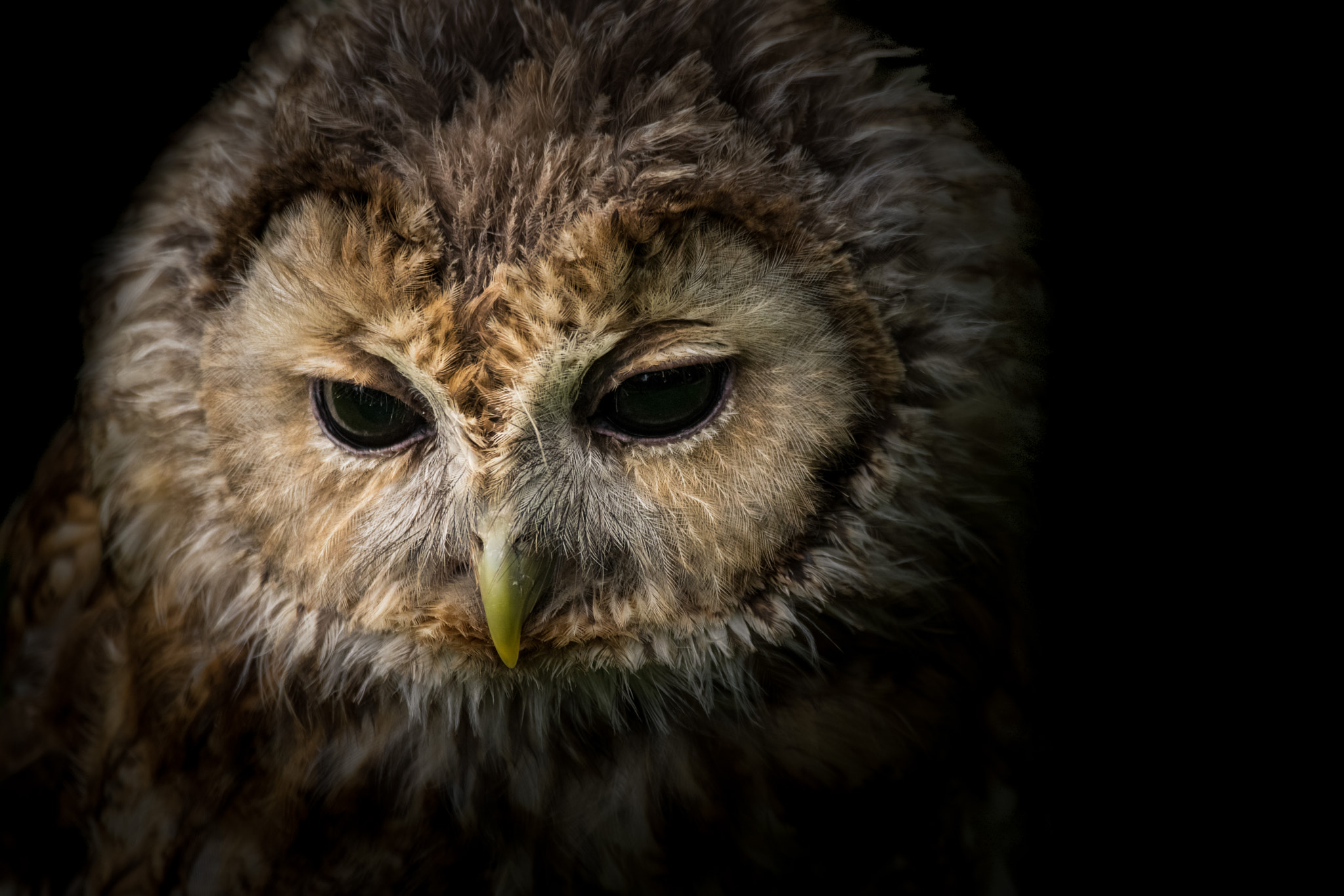 Sigma 150-600mm F5-6.3 DG OS HSM | C sample photo. Ural owl photography
