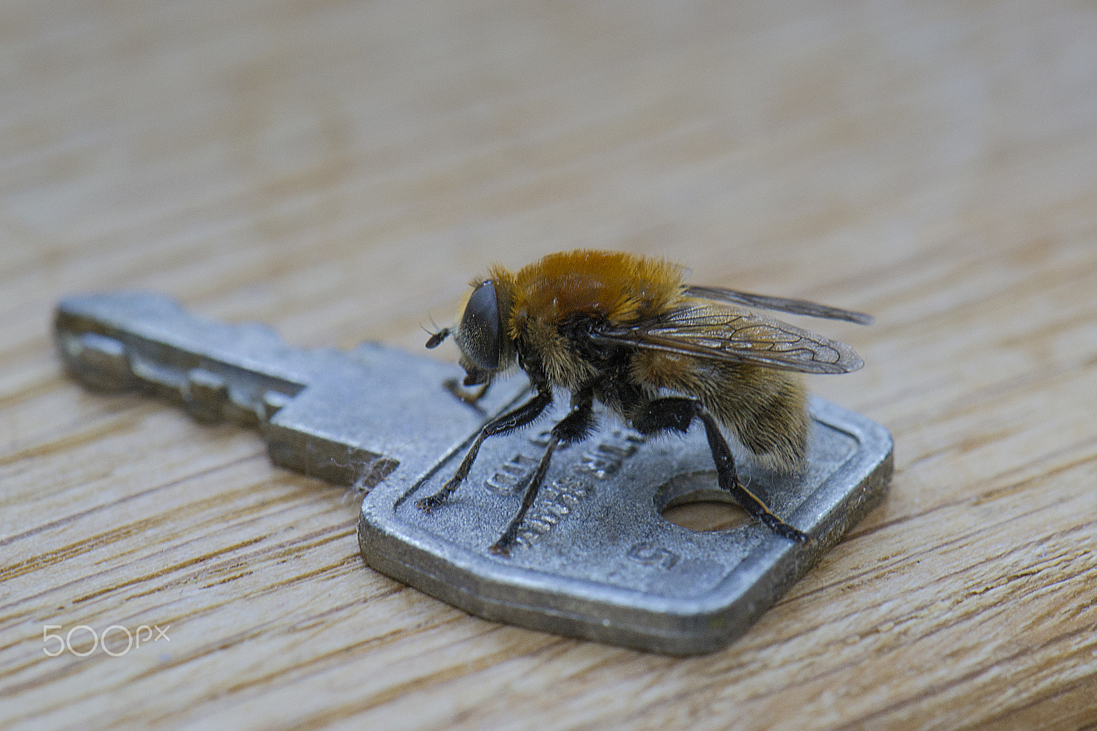 Nikon AF-S DX Micro-Nikkor 85mm F3.5G ED VR sample photo. Bee on a key photography