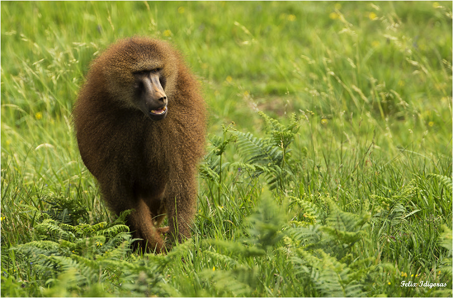 Canon EF 500mm F4L IS USM sample photo. De vigilancia photography