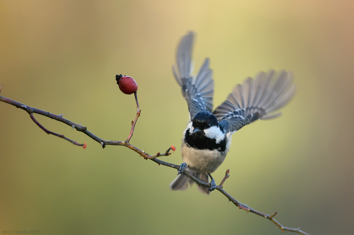 Nikon D300 + Nikon AF-S Nikkor 300mm F4D ED-IF sample photo. Coal tit photography