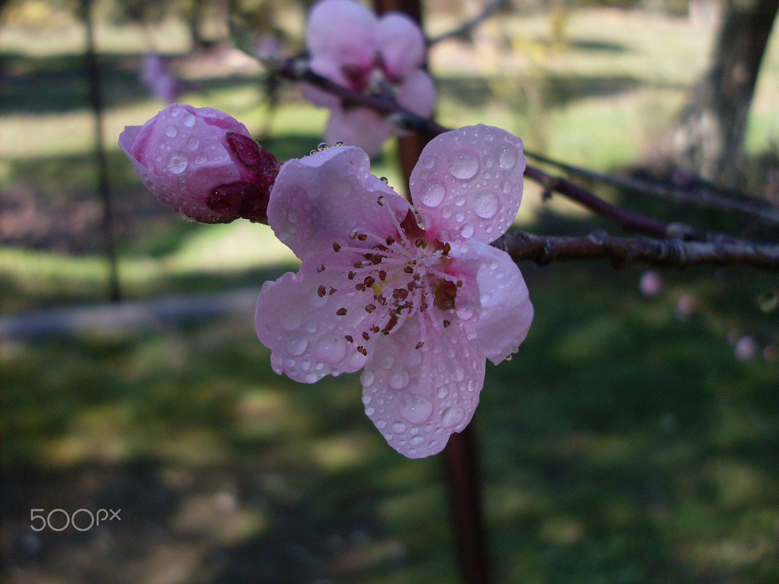 Samsung KENOX S860  / Samsung S860 sample photo. Pink blossom beauty photography