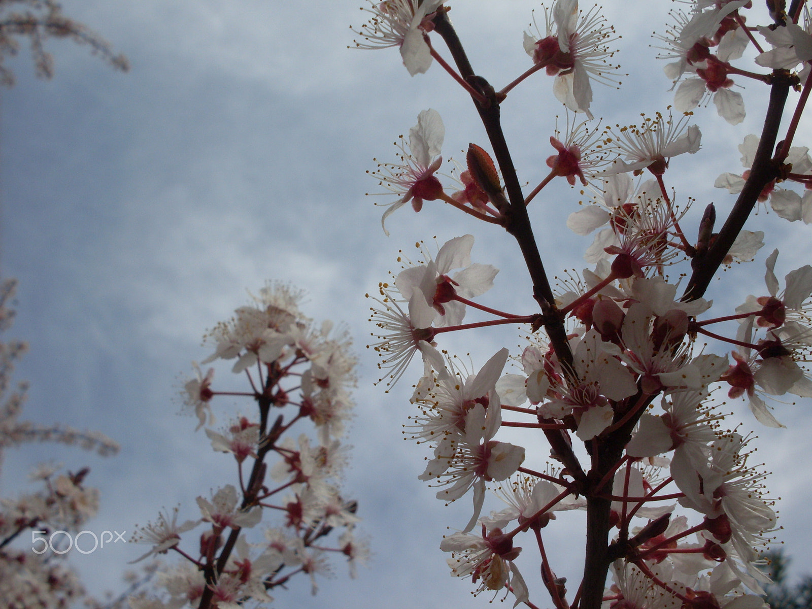 Samsung KENOX S860  / Samsung S860 sample photo. Blossoms photography