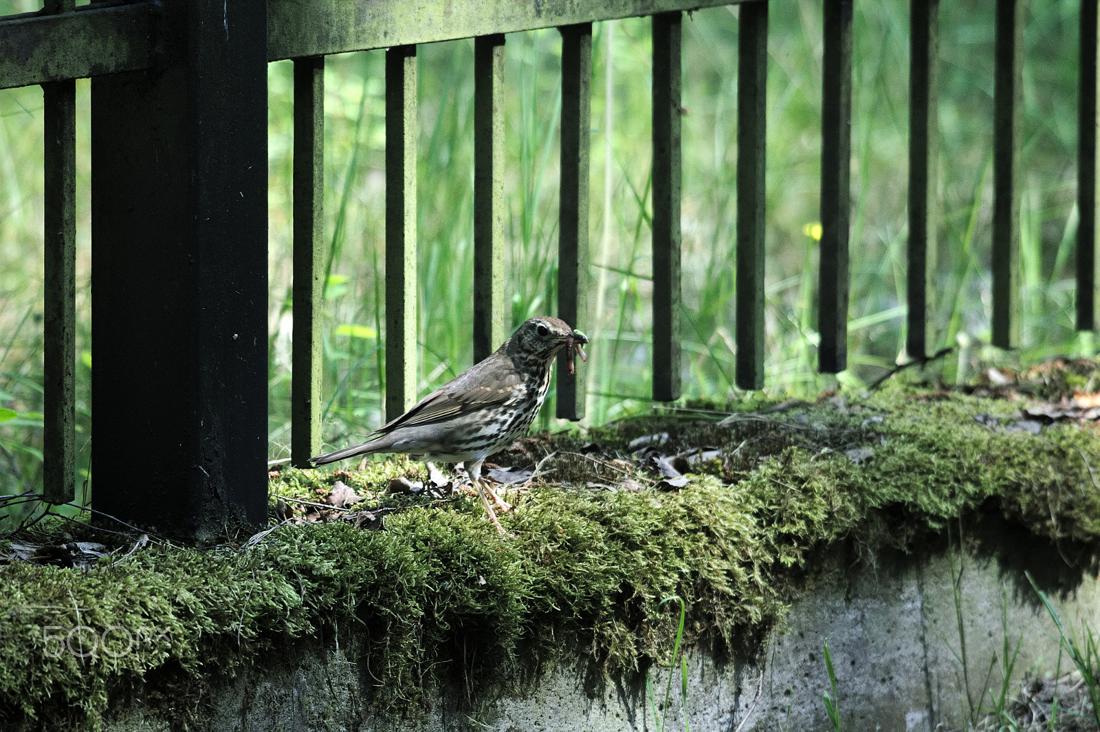 Canon EF 100-400mm F4.5-5.6L IS USM sample photo. Bird photography