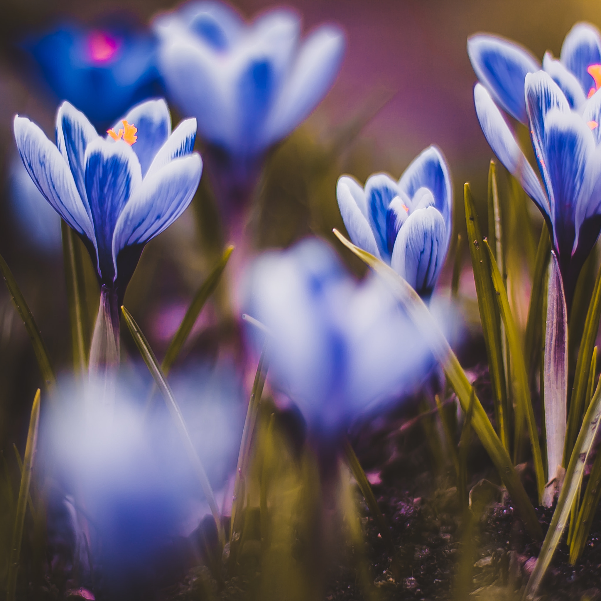 Canon EOS 60D + Canon EF 50mm F1.4 USM sample photo. Flora photography
