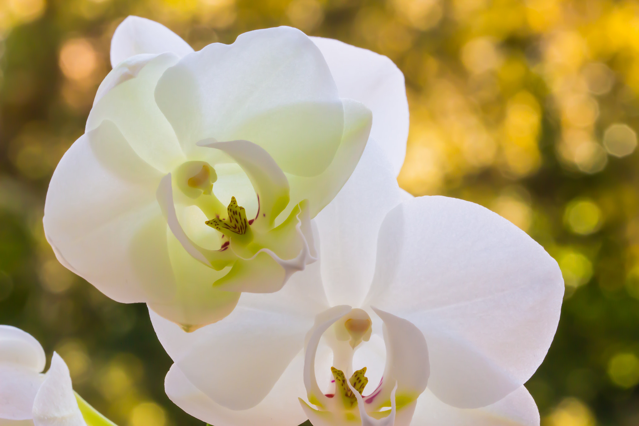 Canon EOS 100D (EOS Rebel SL1 / EOS Kiss X7) + Canon EF 100mm F2.8L Macro IS USM sample photo. White orchid photography