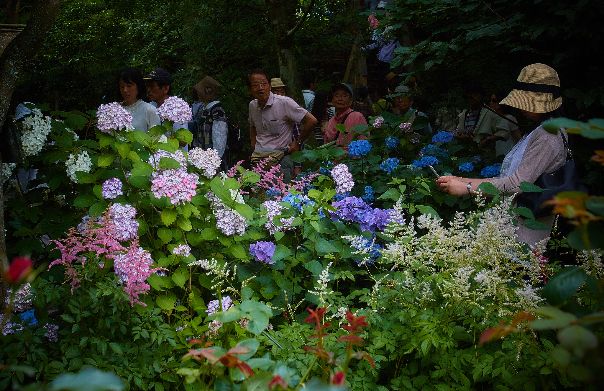 Canon EOS 70D + Canon EF 16-35mm F2.8L USM sample photo. Hydrangeas photography