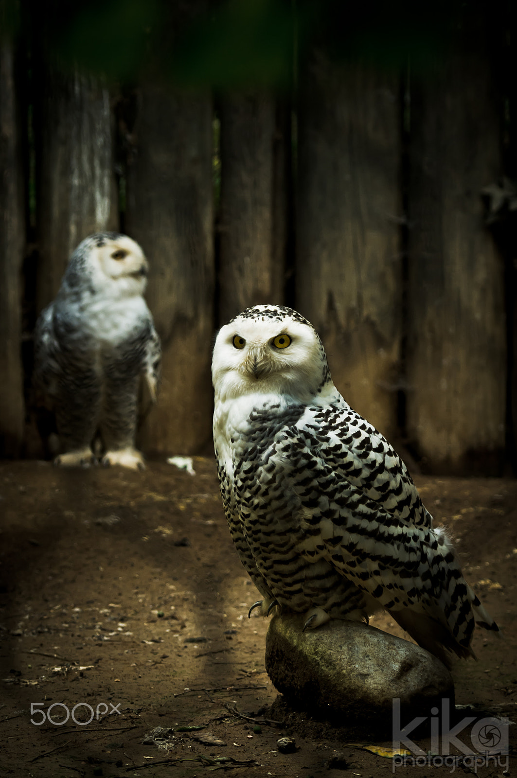 Nikon D300 + PC Micro-Nikkor 85mm f/2.8D sample photo. Brids of prey photography