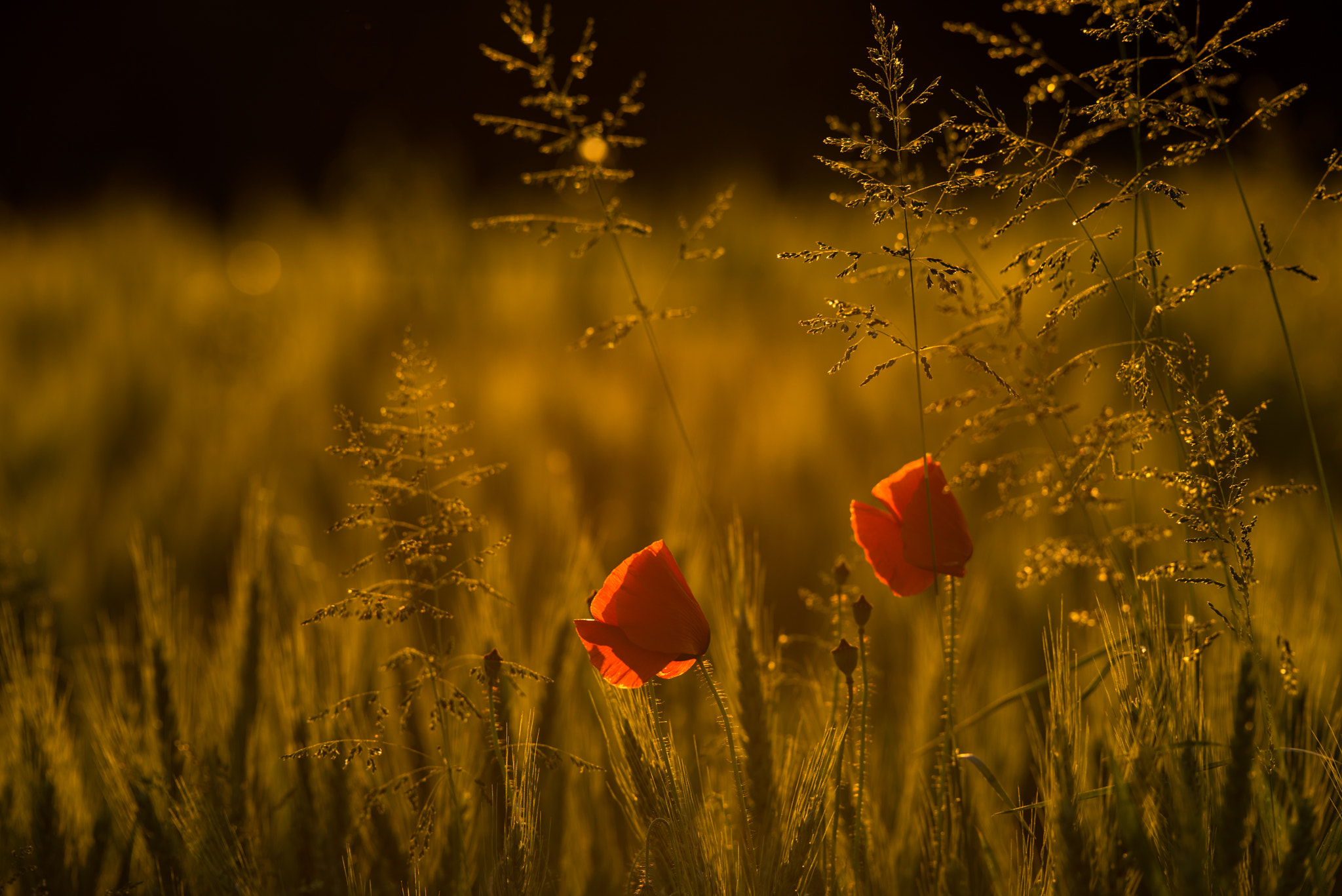 Nikon AF-S Nikkor 200mm F2G ED-IF VR sample photo. Poppy photography