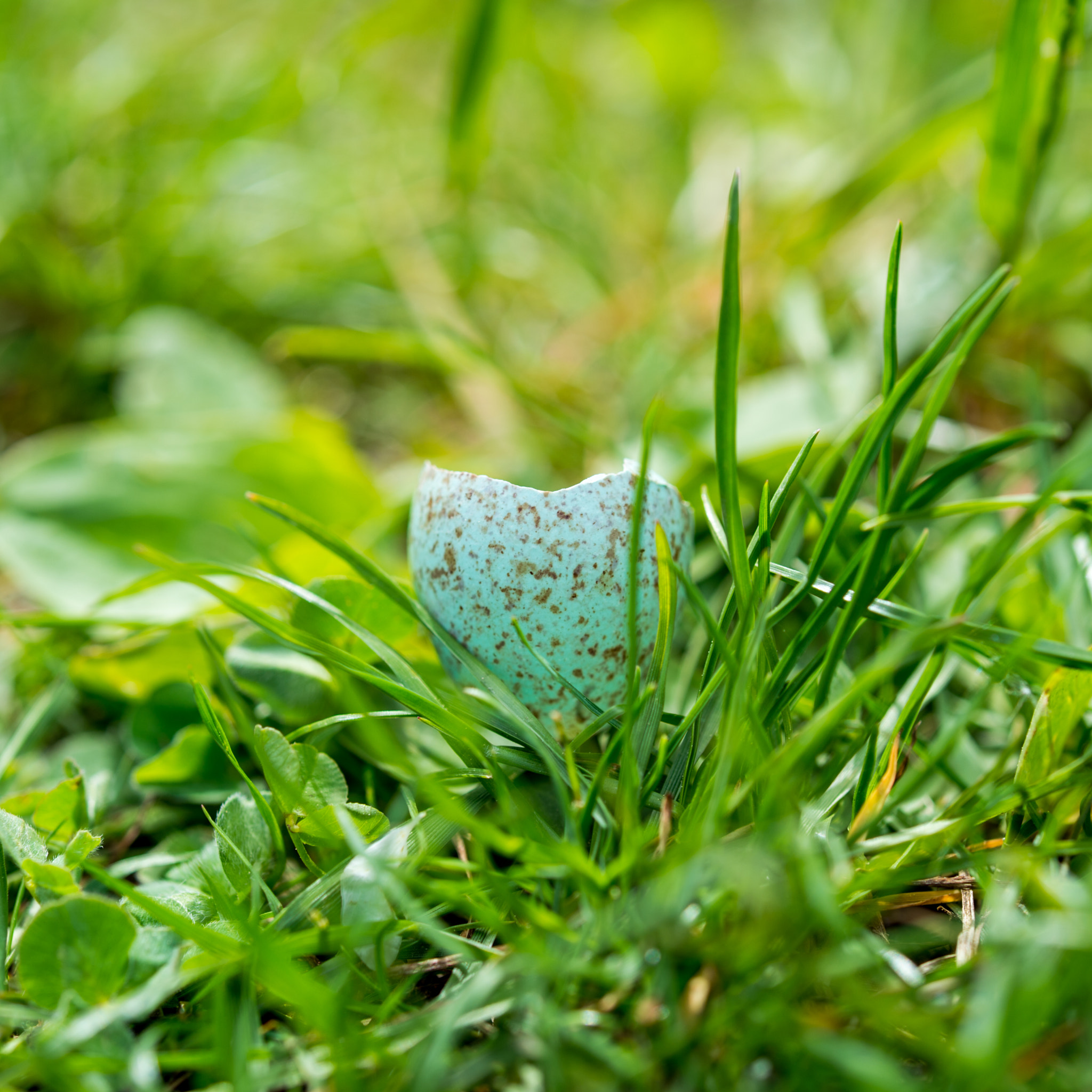 Nikon Df sample photo. Flown away photography