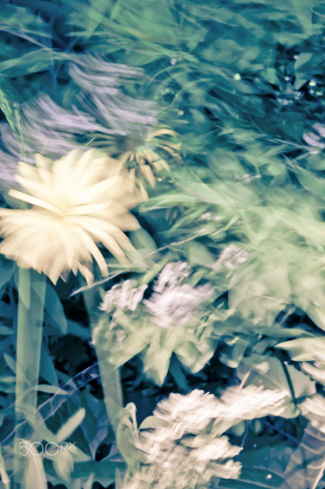 Sony Alpha DSLR-A580 sample photo. Summerbreeze photography