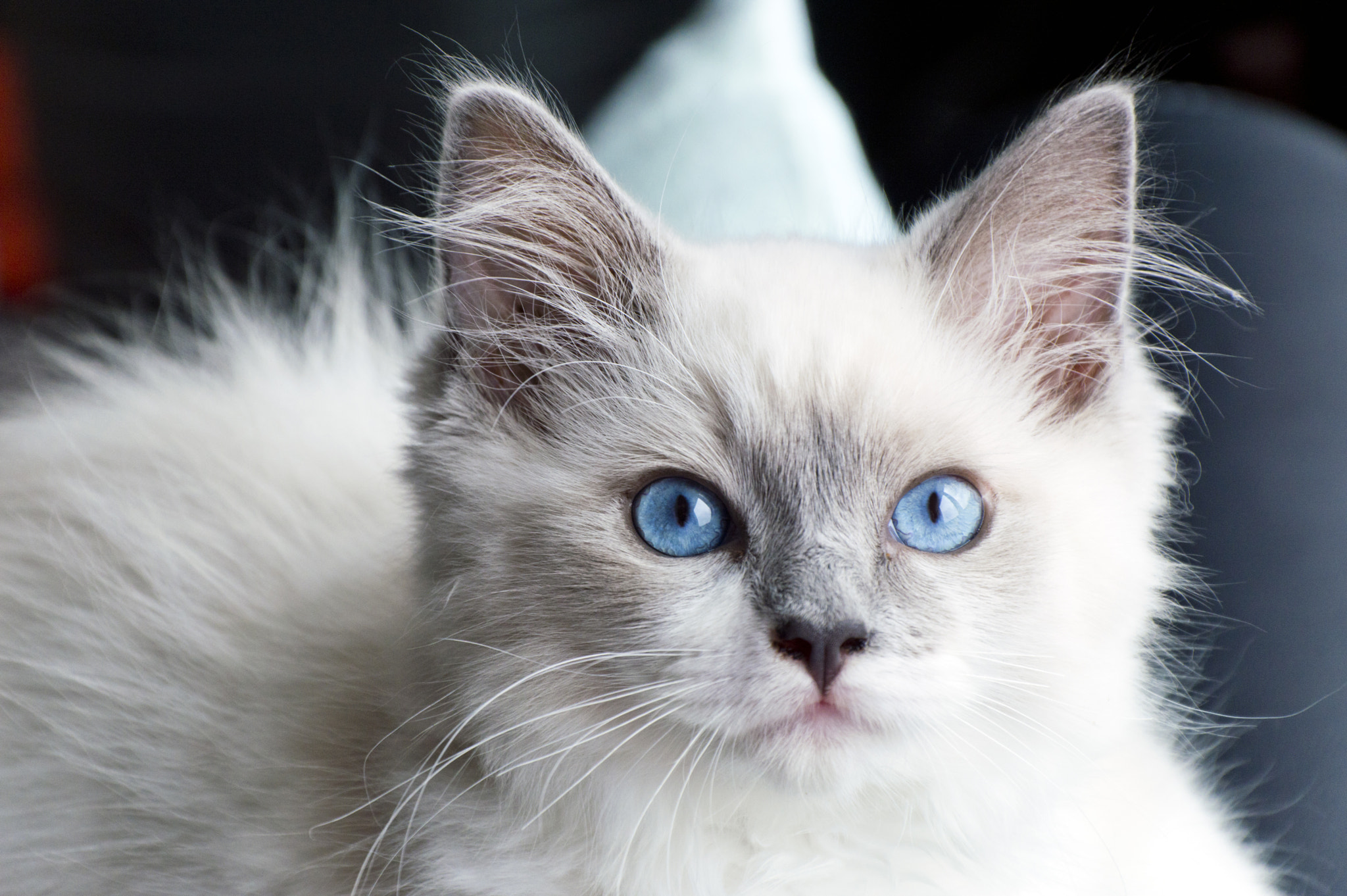 Nikon D3200 + Nikon AF Micro-Nikkor 200mm F4D ED-IF sample photo. Ragdoll kitten lexi photography