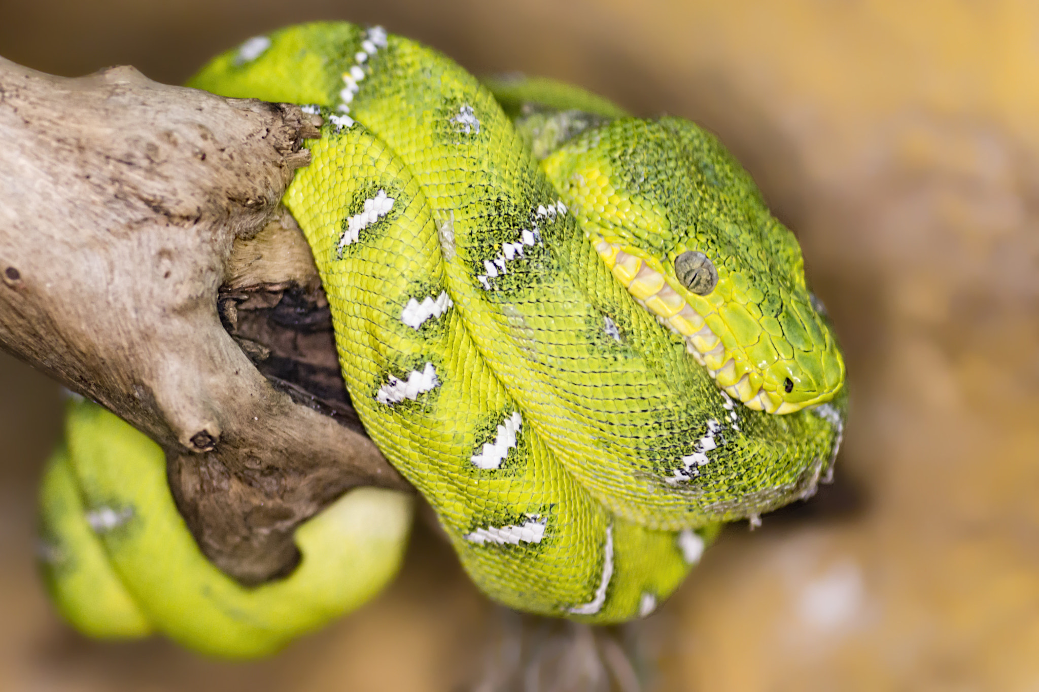 Canon EOS 700D (EOS Rebel T5i / EOS Kiss X7i) + Tamron SP AF 90mm F2.8 Di Macro sample photo. Emeral boa photography