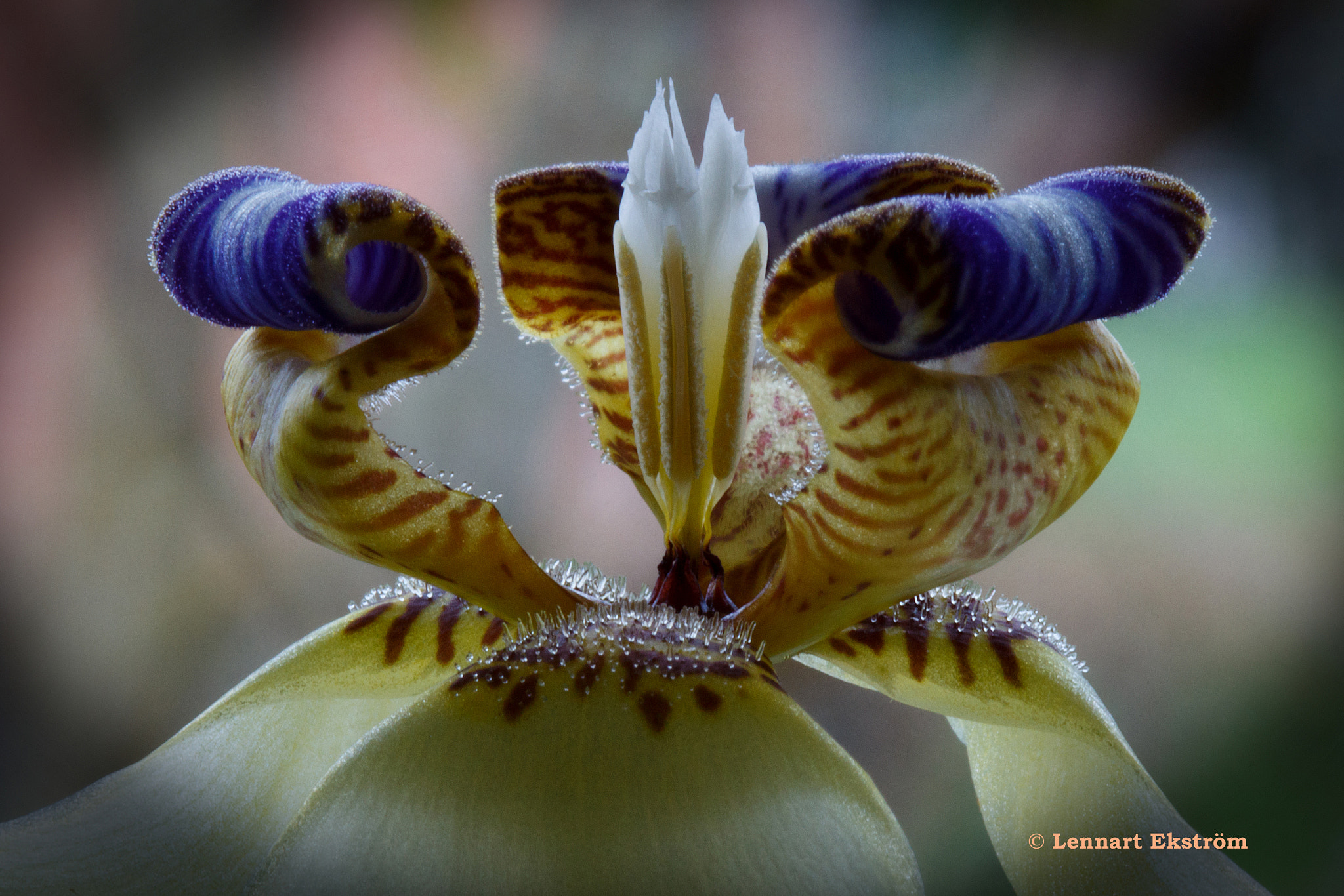 Canon EF 100mm F2.8 Macro USM sample photo. Lilja, lily photography
