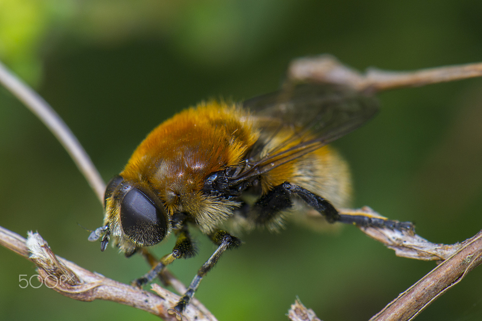 Nikon AF-S DX Micro-Nikkor 85mm F3.5G ED VR sample photo. Bee in a tree photography