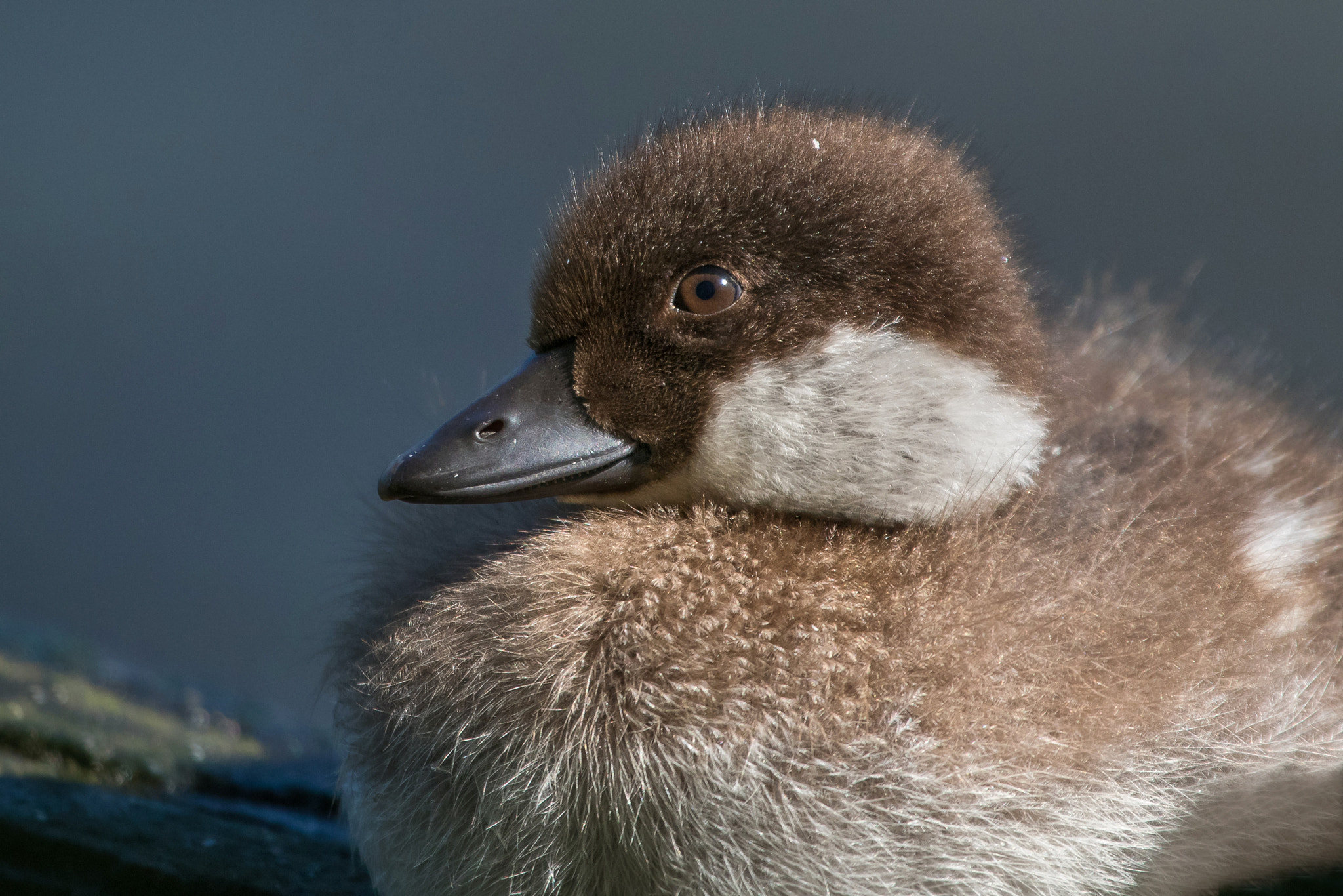 Canon EF 100-400mm F4.5-5.6L IS USM sample photo. Common goldeneye photography