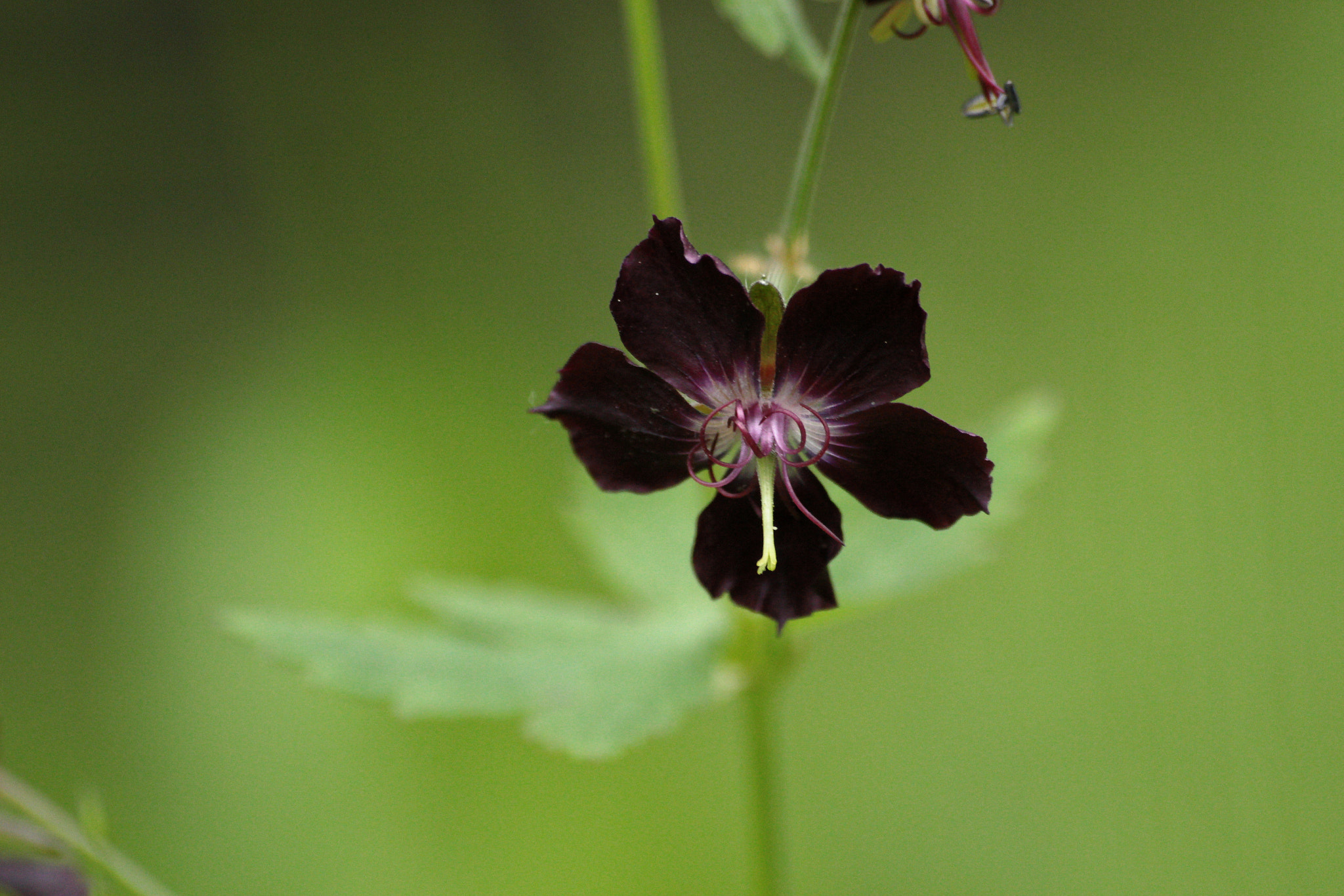 Sigma 70-300mm F4-5.6 APO DG Macro sample photo. Black vidow photography