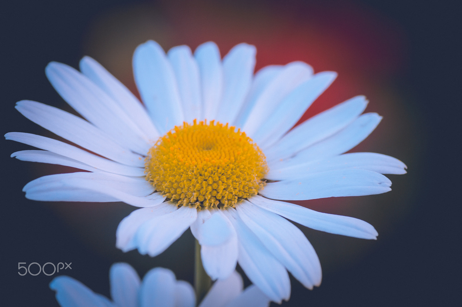 Pentax smc D-FA 100mm F2.8 macro sample photo. ... photography