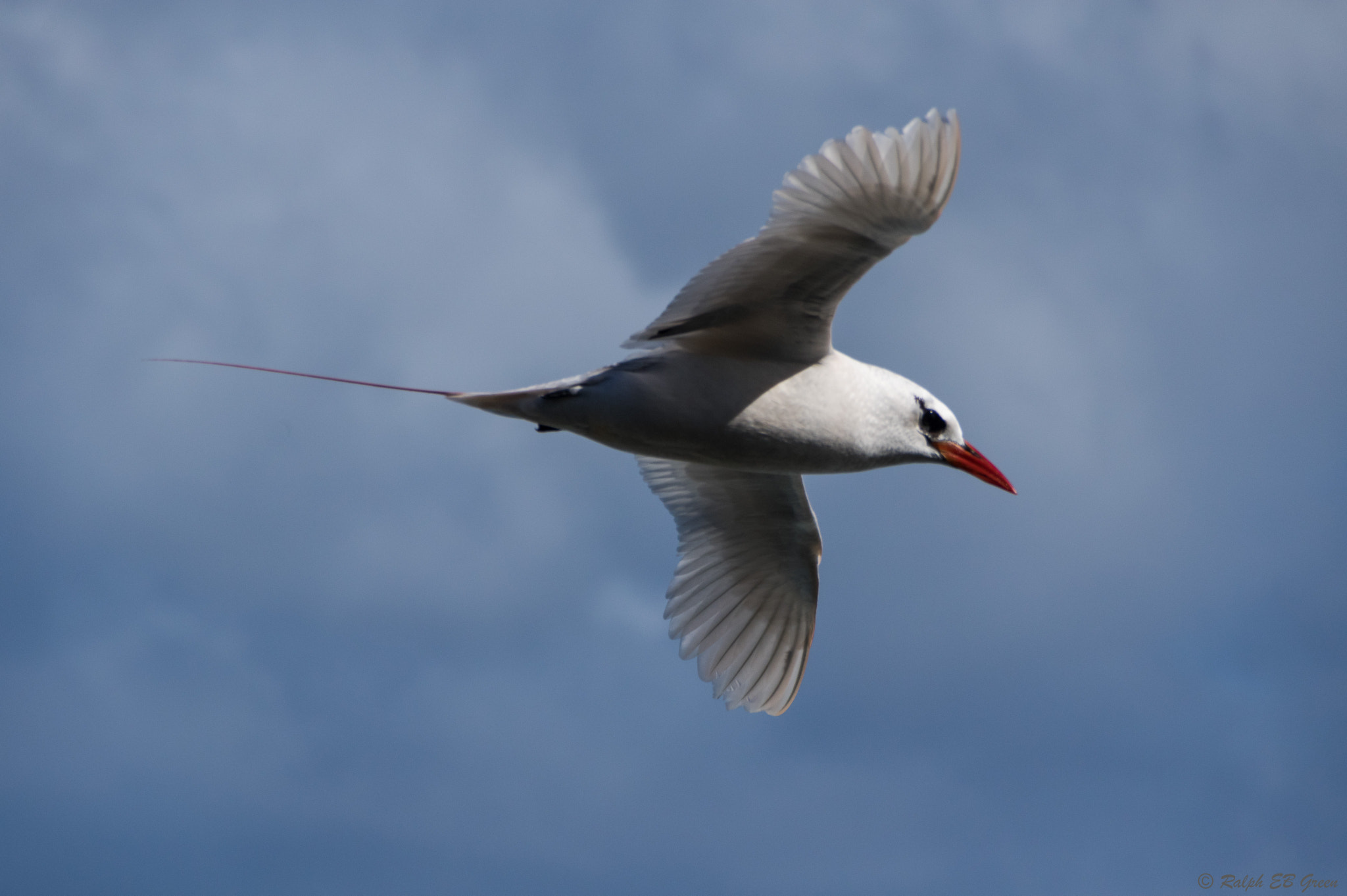 Pentax K-3 II sample photo. Red-tailed tropicbird photography