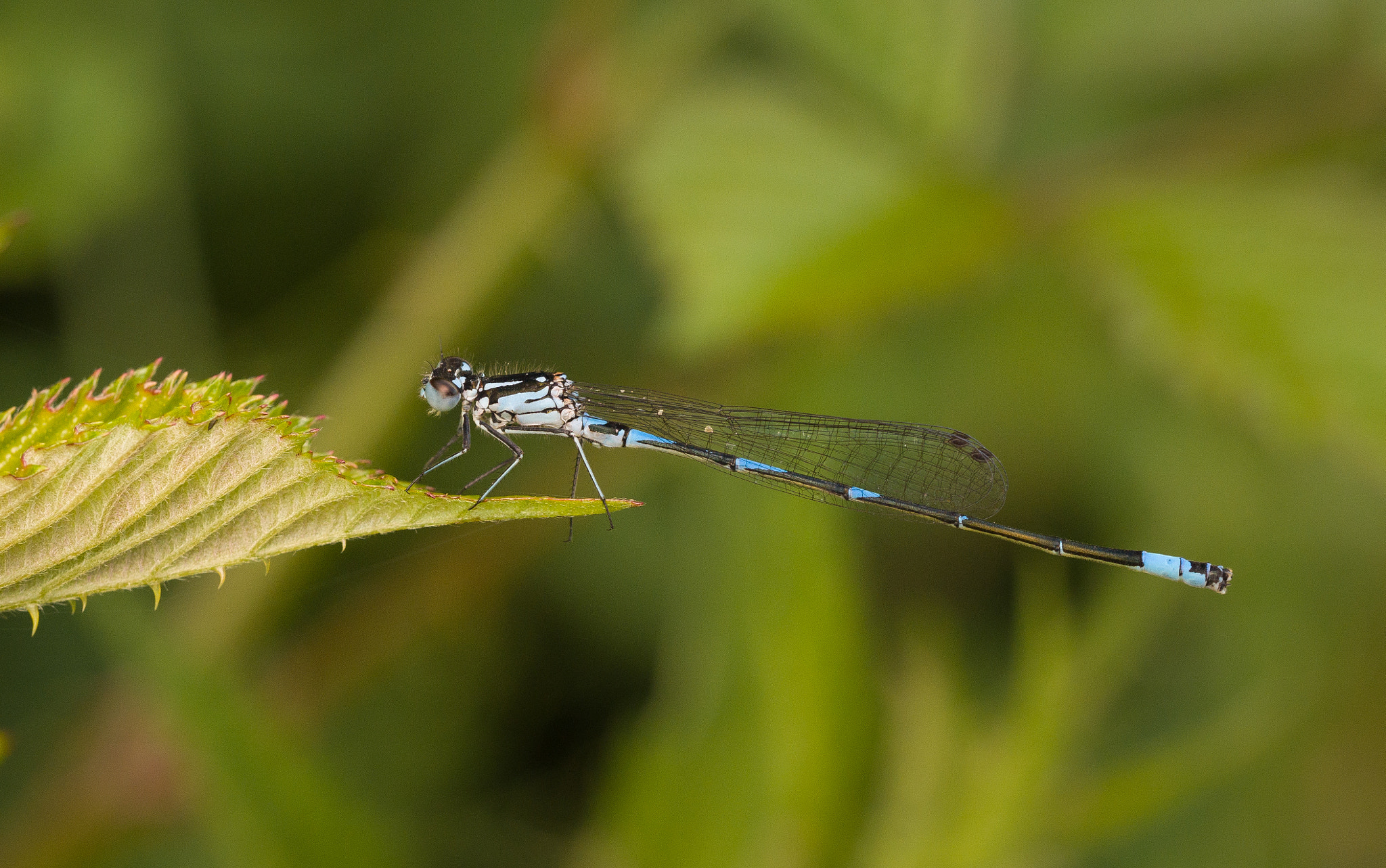 Olympus M.Zuiko Digital ED 60mm F2.8 Macro sample photo. Damselfly tip of leaf photography