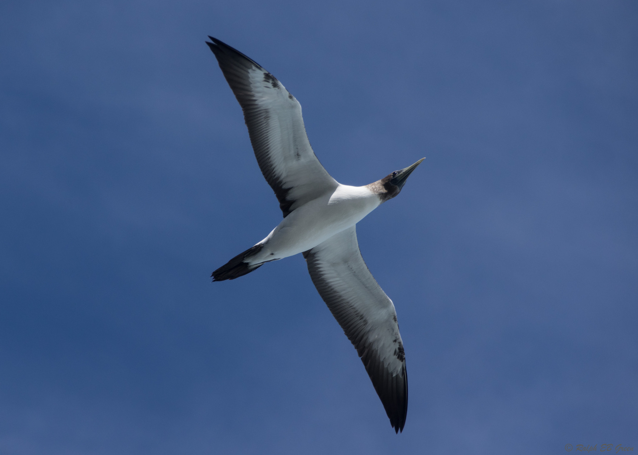 Pentax K-3 II sample photo. Masked booby (juvenile) photography