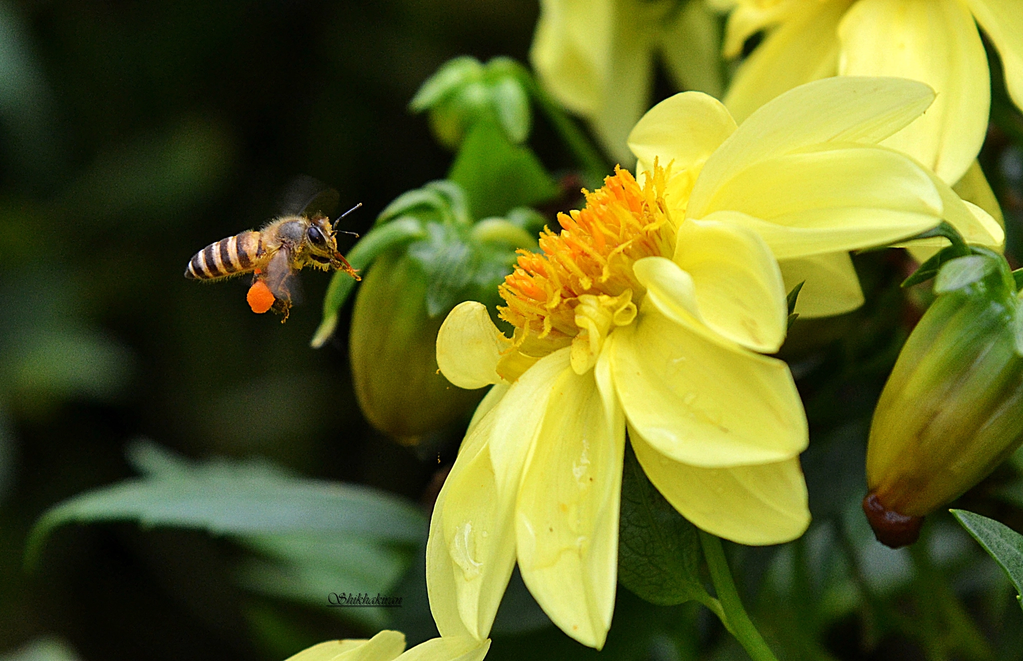 Nikon D3100 sample photo. Honeybee photography