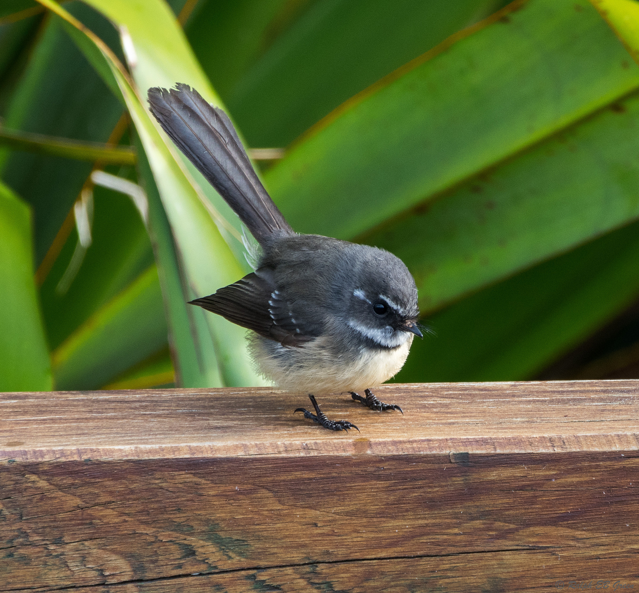 Pentax K-3 II sample photo. Norfolk islands grey fantail photography