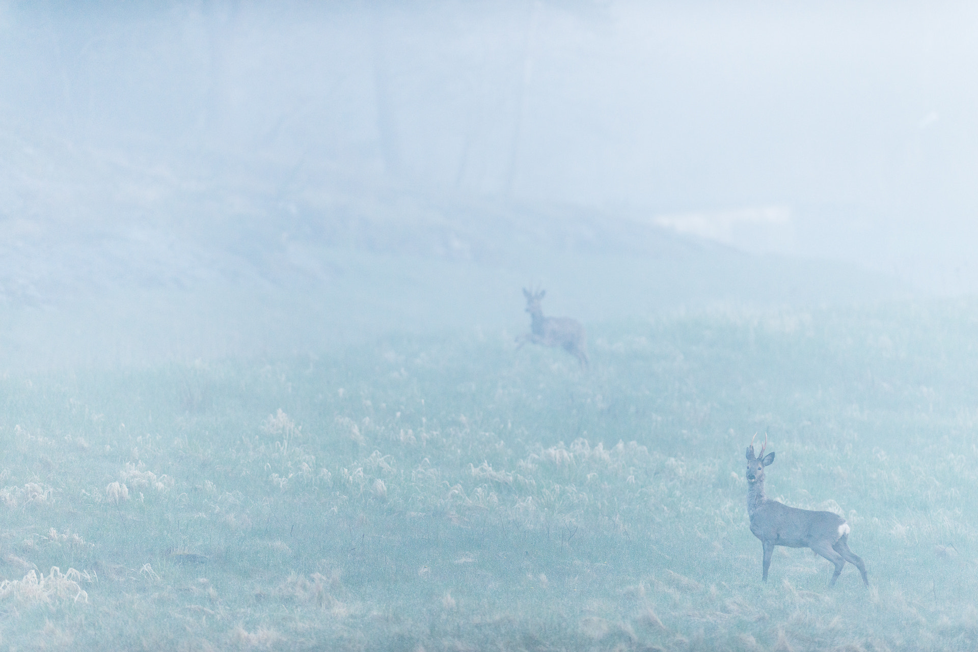 Nikon D800E + Nikon AF-S Nikkor 300mm F2.8G ED VR II sample photo. Roe deers in morning mist photography