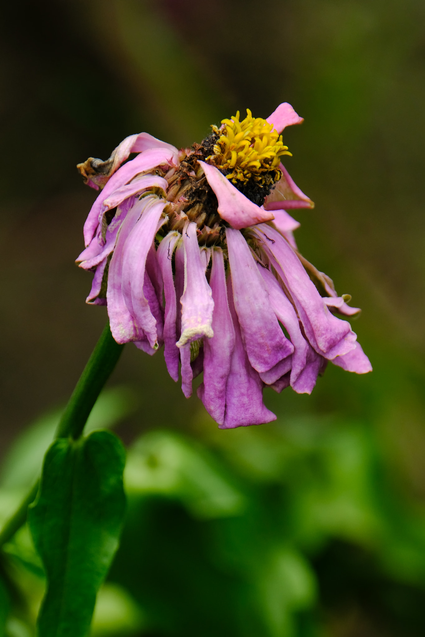 XF100-400mmF4.5-5.6 R LM OIS WR + 1.4x sample photo. Character and personality of dying flower 3 photography