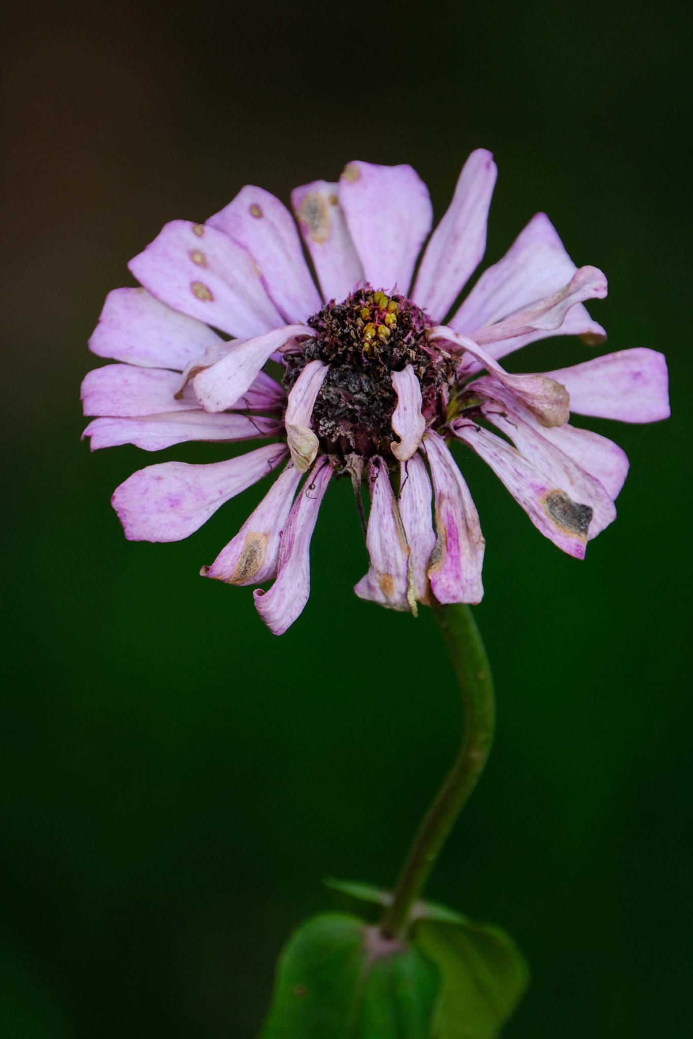 XF100-400mmF4.5-5.6 R LM OIS WR + 1.4x sample photo. Character and personality of dying flower 4 photography