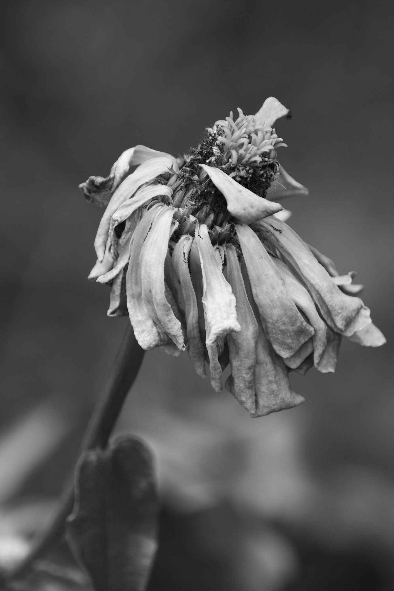 XF100-400mmF4.5-5.6 R LM OIS WR + 1.4x sample photo. Character and personality of dying flower  5 photography