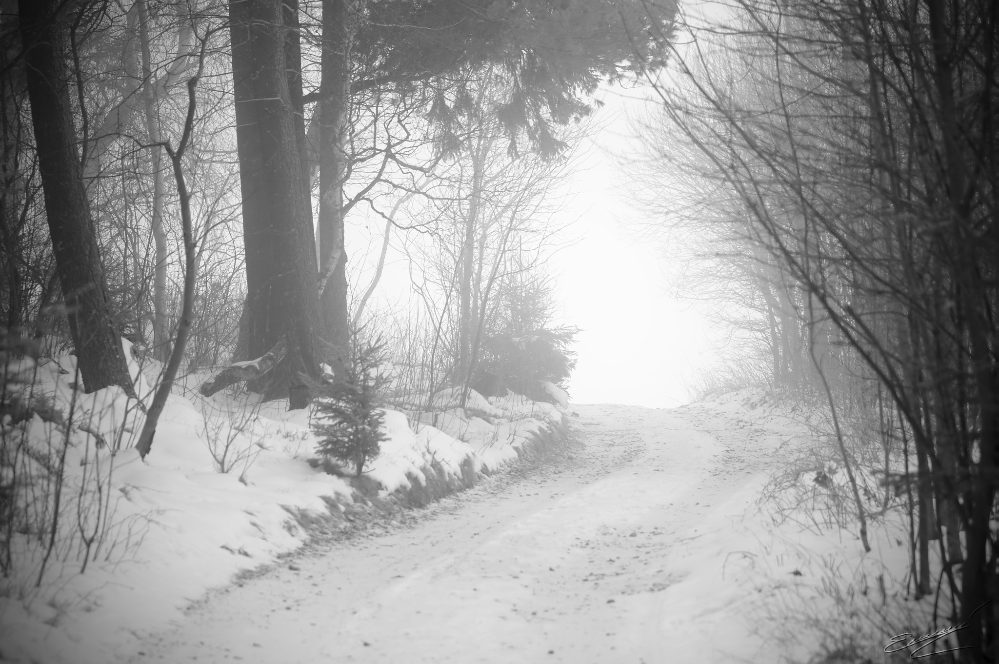 Sony SLT-A37 + 90mm F2.8 Macro SSM sample photo. Veil of winter photography