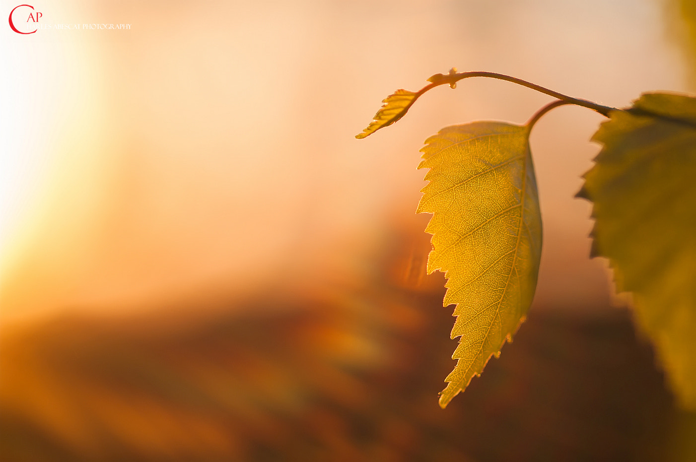 Pentax K-7 + Sigma sample photo. Sun photography