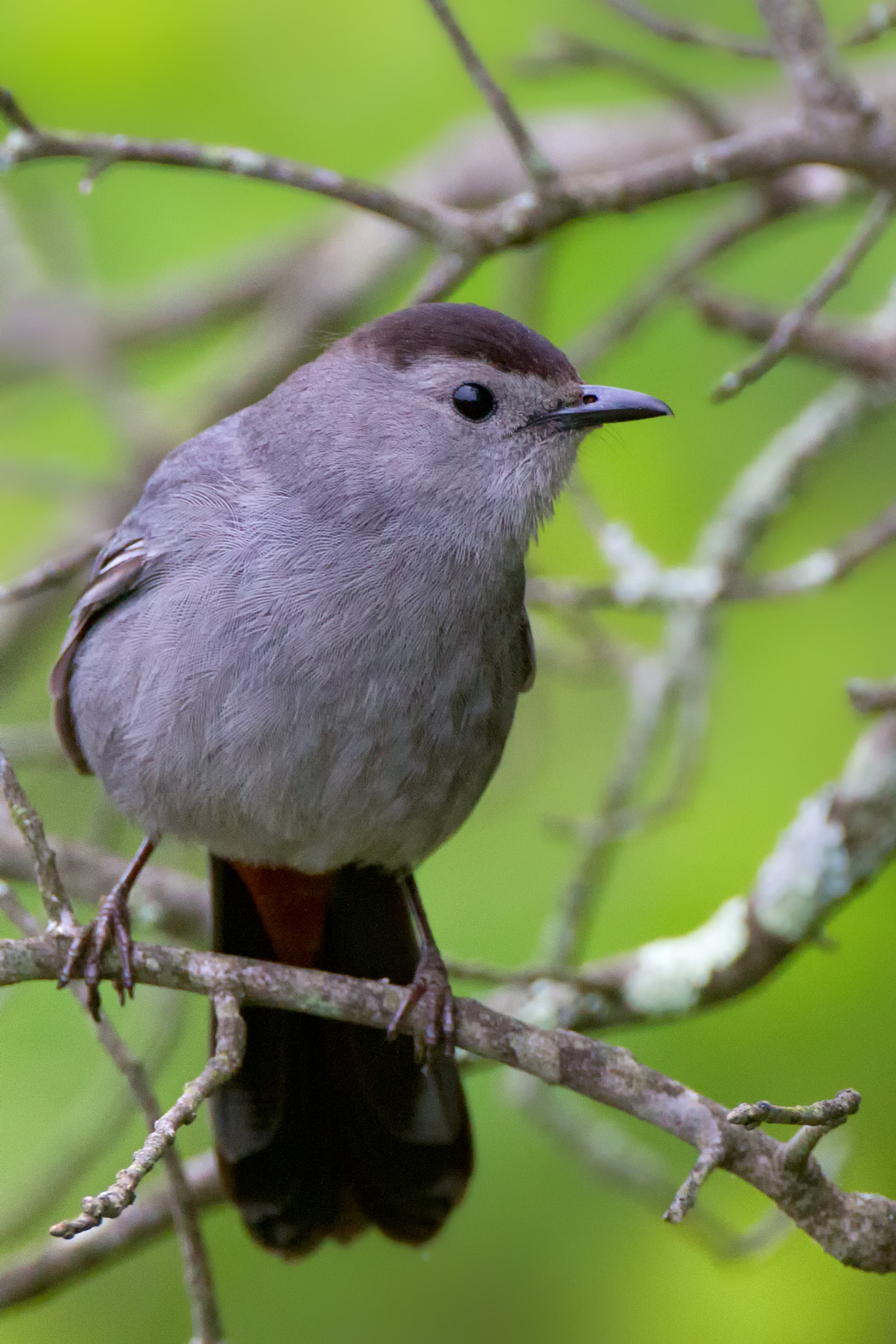 Canon EOS 7D + Canon EF 500mm F4L IS USM sample photo. Northern catbird photography