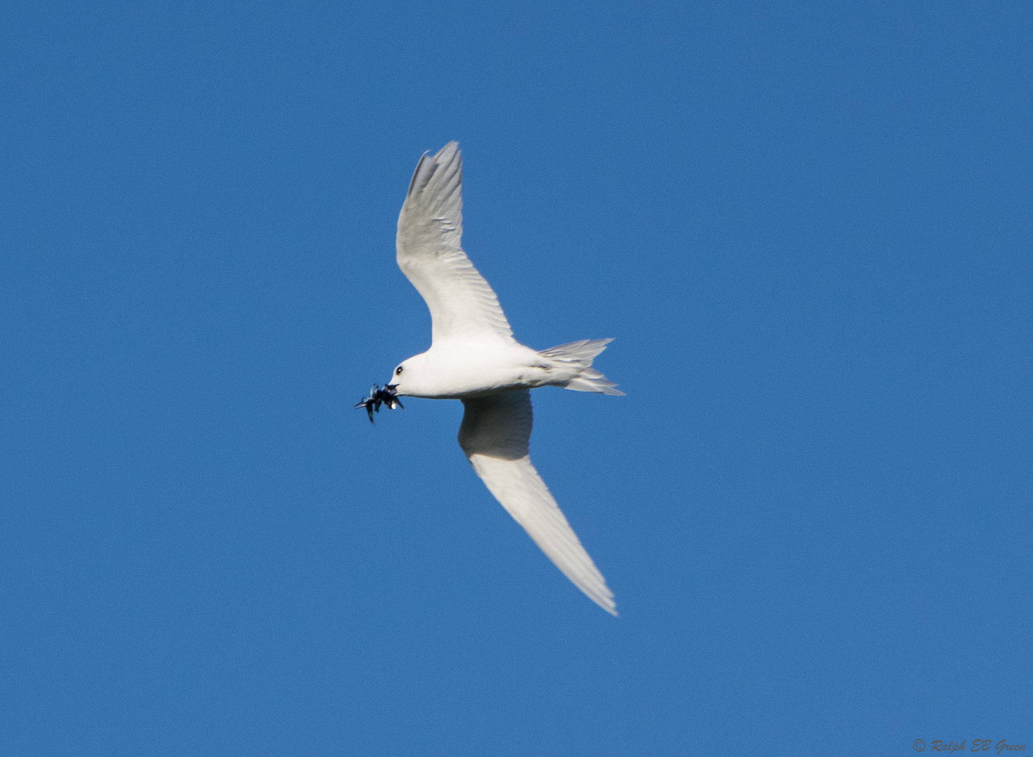 Pentax K-3 II sample photo. White tern bringing home dinner photography